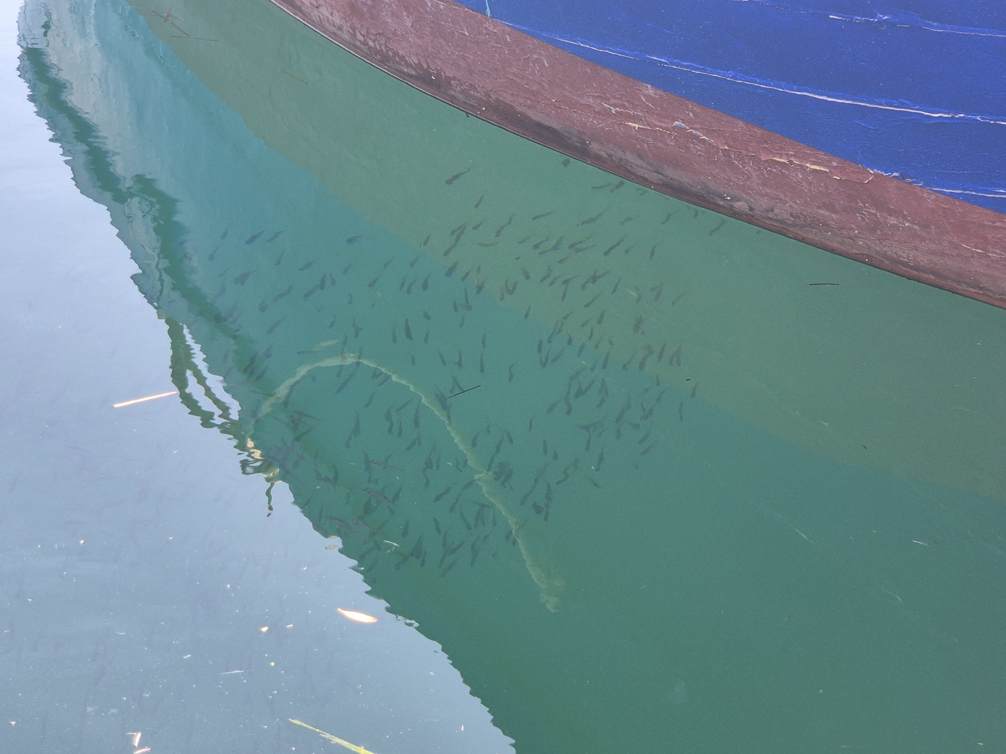 The image shows the side of a boat with blue and red paint above the waterline, and a green painted hull partially submerged in the water. A school of small fish swims in the clear, green water near the hull. The water is calm, reflecting the boat and the sky. The scene appears to be in a harbor or marina. The presence of the specific boat and the general environment suggests a location within the city of Taranto, Italy, known for its maritime activities and fishing industry.