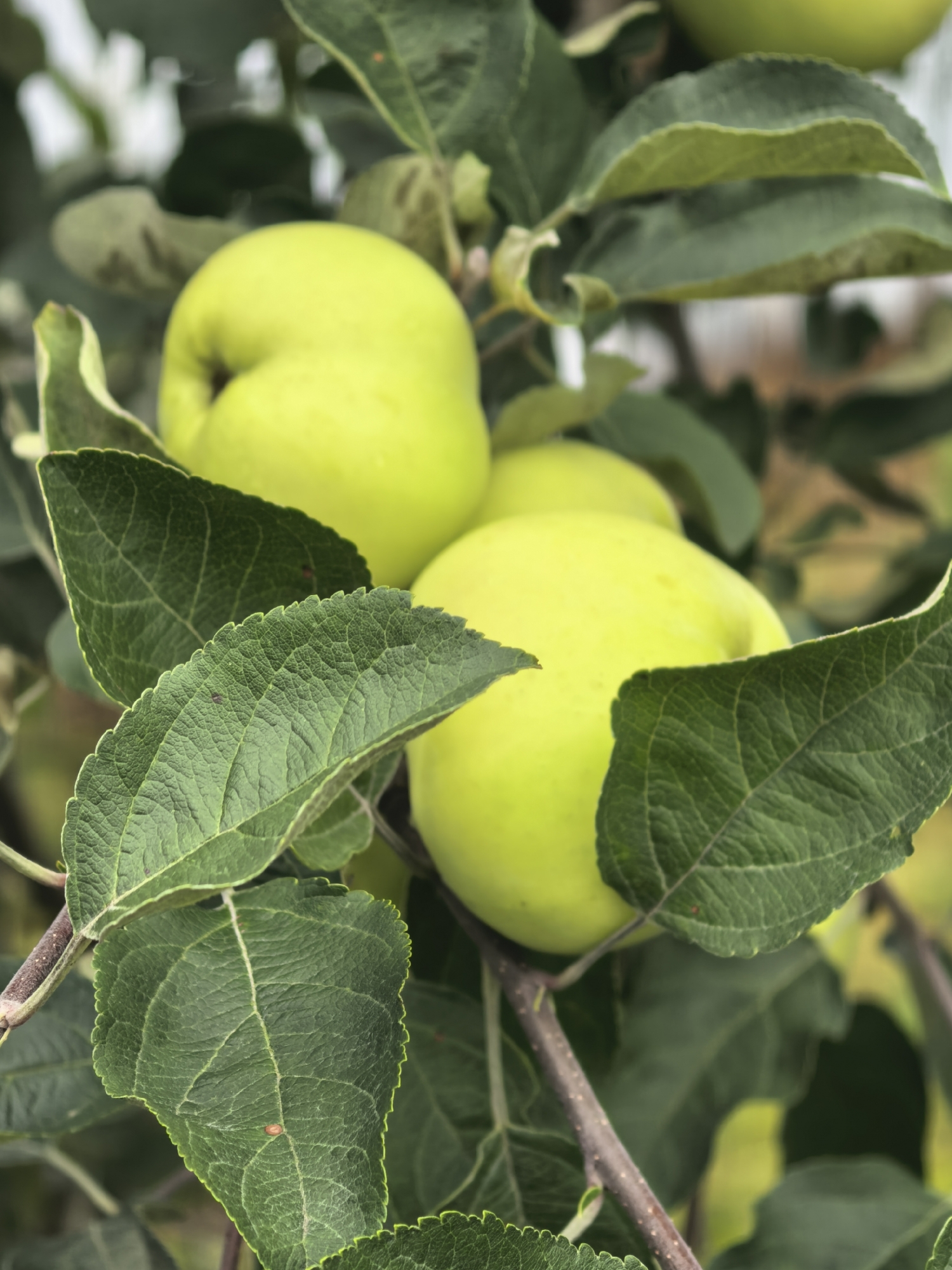 A close-up, eye-level, vertical shot features several unripe green apples hanging from a branch, partially obscured by large, dark green leaves. The apples have a smooth, matte texture and are clustered together. Some of the leaves show a slightly textured surface with visible veins. The background is out of focus, with hints of a lighter sky and other foliage. The image appears to be taken outdoors in a natural setting, likely an orchard or garden, possibly within the city of Sergeevo, Russia, given the context. There are no people or animals visible in the frame.