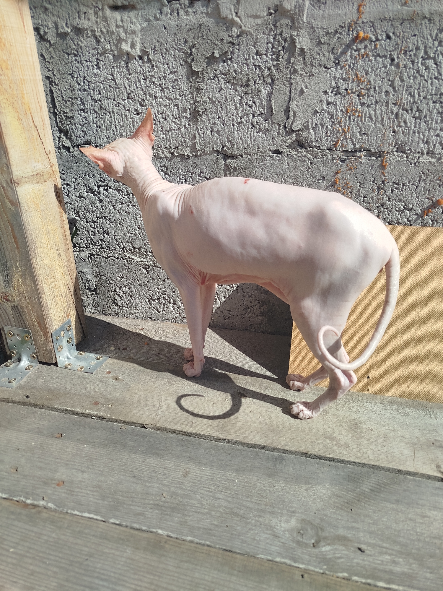 A hairless cat is standing on a wooden surface next to a concrete wall. The cat is light pink and has large ears. It is facing to the left and its tail is curled. The concrete wall has a rough texture and there are some orange marks on it. The wooden surface is made of planks and there are some metal brackets attached to a wooden beam on the left side of the image. The scene appears to be outdoors in daylight. This image was taken in the city of Zavodoukovsk, Russia.
