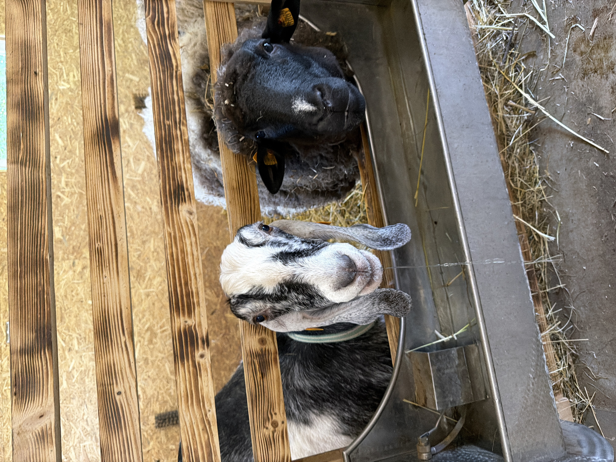 In Vārpas, Latvia, two farm animals are observed in an enclosure with wooden slats. On the left, a goat with black and white markings and long ears is looking directly at the camera. A light-colored collar with yellow and green stripes is around its neck. To the right of the goat, a black sheep with a white marking on its forehead and yellow ear tags is also facing the camera. Both animals appear to be positioned behind a metal feeder. The background consists of wooden boards, and the ground is covered with straw and dirt.