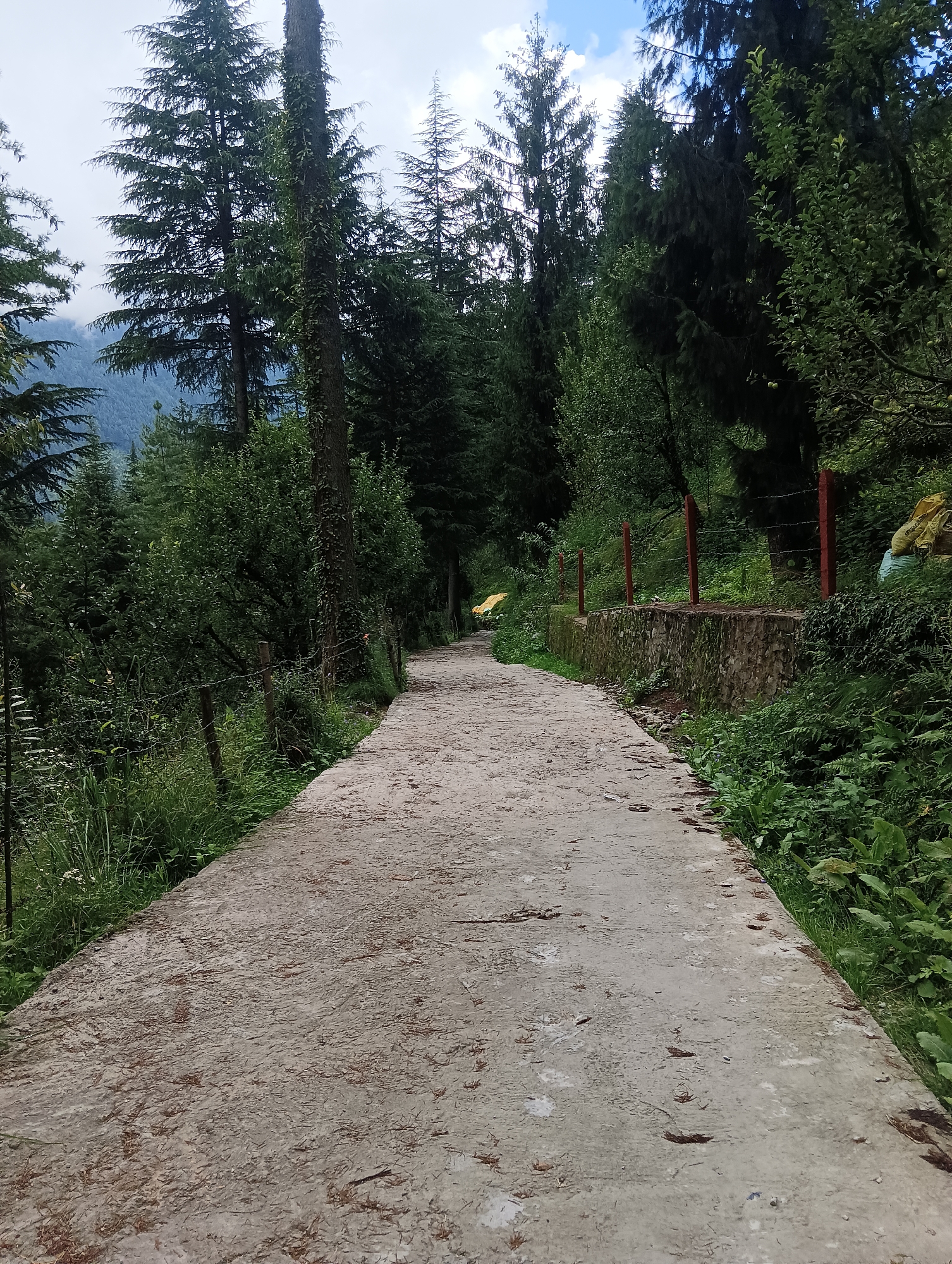 The image depicts a concrete pathway winding through a lush green forest, characteristic of the hilly terrain in and around Manali, India. Towering pine and deodar trees dominate the scene, with dense undergrowth and foliage lining the sides of the path. A low stone wall, topped with red posts and barbed wire fencing, runs along the right side of the pathway in the middle ground, separating it from the wooded area beyond. A few yellow and blue tarpaulin-covered objects are visible nestled amongst the greenery in the distance. The sky is partly cloudy, with patches of blue visible. The pathway appears to be somewhat weathered, with small debris scattered across its surface, suggesting it is an outdoor trail. The overall impression is one of a serene and natural environment, typical of the mountainous regions of Himachal Pradesh.