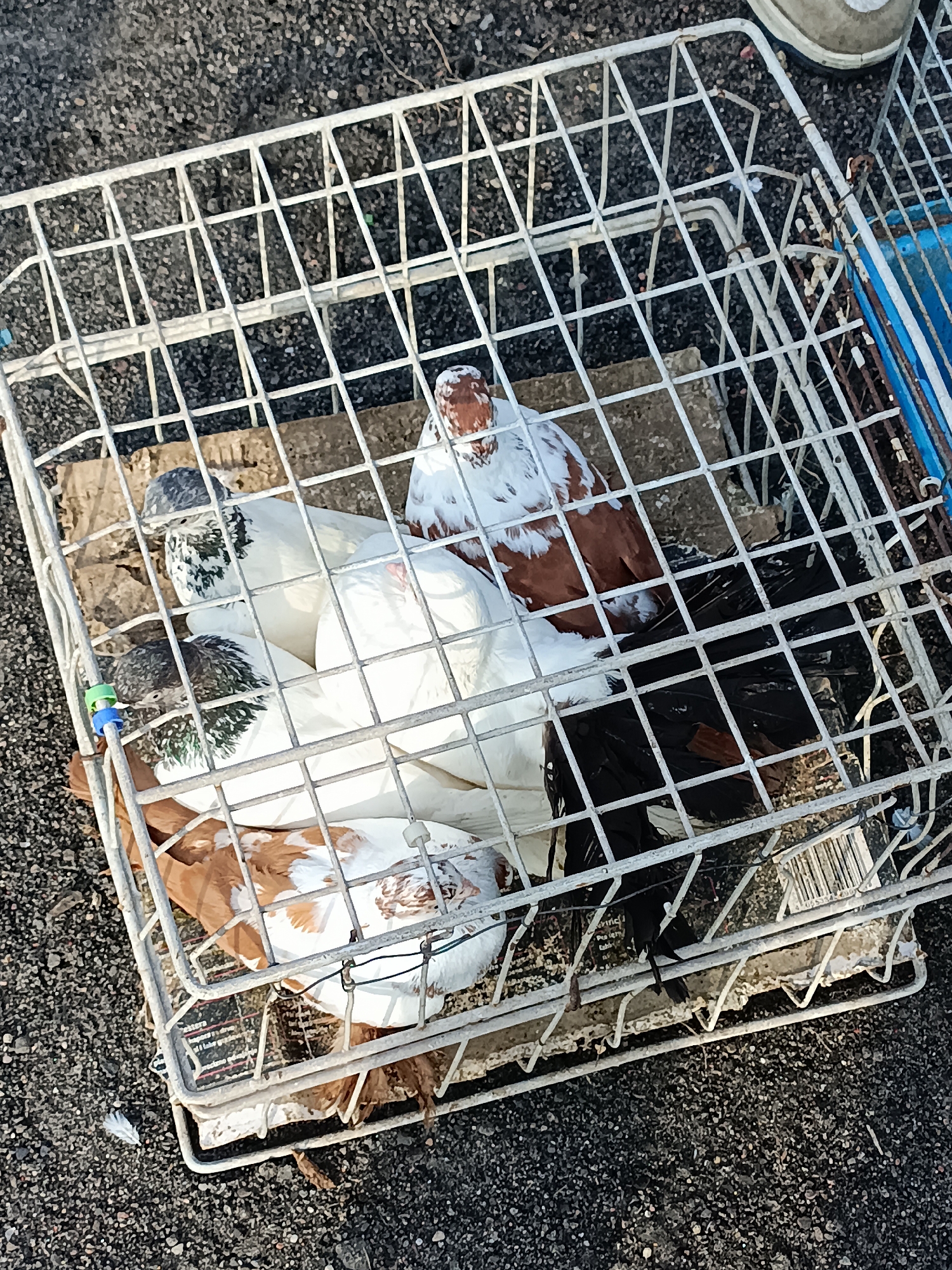A wire cage containing several pigeons is on the ground. The pigeons are of various colors, including white, brown, and black. One pigeon at the top is mostly white with brown patches on its head and wings. Below it, a pigeon is predominantly white with grey markings on its head. Another pigeon, also white with grey markings on its head, is visible, as well as a predominantly black pigeon and another pigeon with brown and white markings. The cage is made of white wire and has a cardboard base. The ground beneath the cage appears to be asphalt or gravel. A blue object and a white shoe are visible in the background. The scene is lit by sunlight, casting shadows.