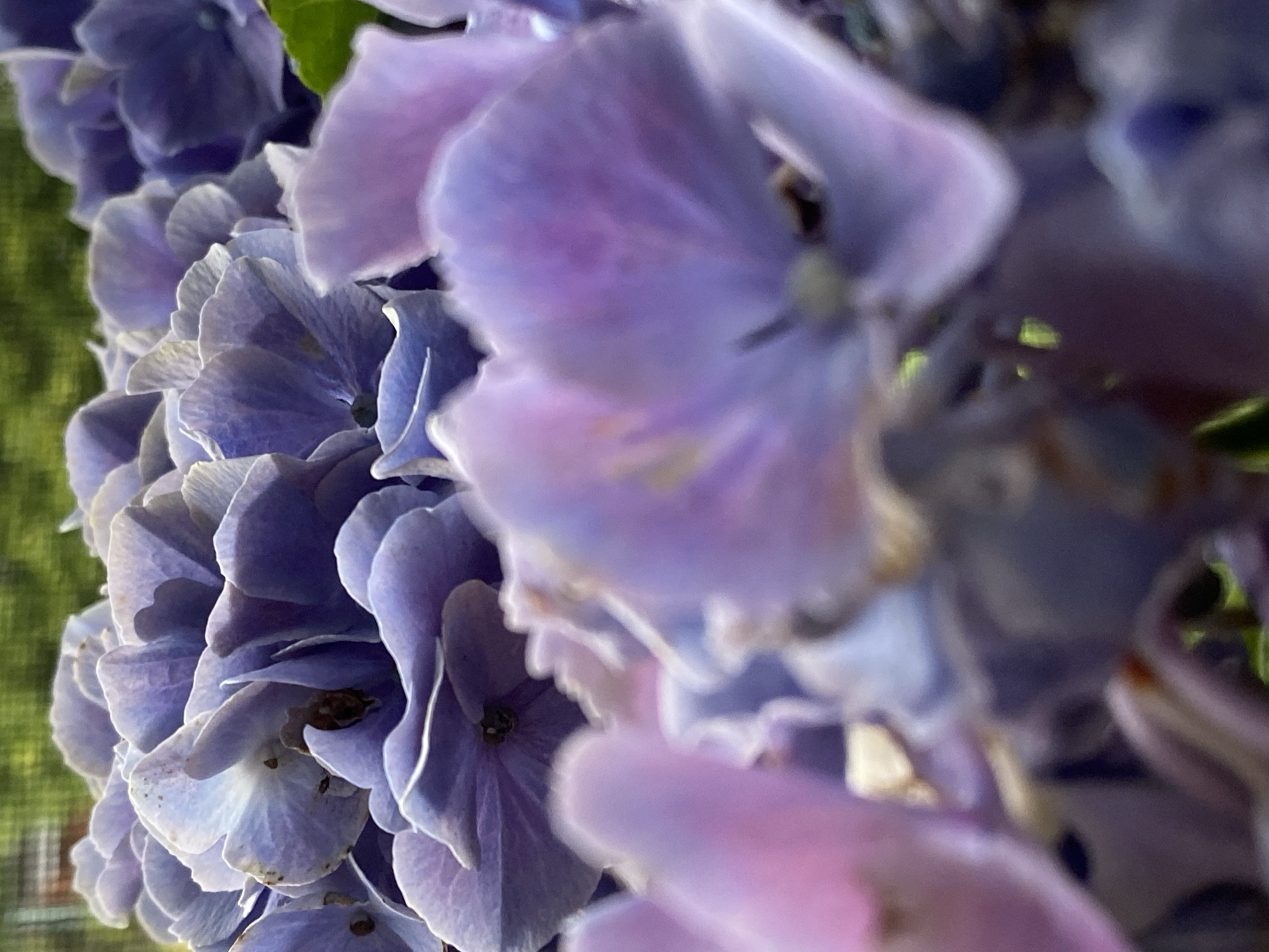 A close-up, macro shot captures a cluster of vibrant purple hydrangeas in full bloom. The flowers fill the frame, with some petals sharply in focus, revealing their delicate texture and intricate veining, while others are softly blurred in the foreground and background, creating a sense of depth. The lighting suggests it is daytime, possibly outdoors, with a soft green background that appears to be foliage. The image does not depict any specific location in the city of Bad Sachsa, Germany, nor does it contain any people, actions, or interactions. It is a still life composition focusing solely on the natural beauty of the flowers.