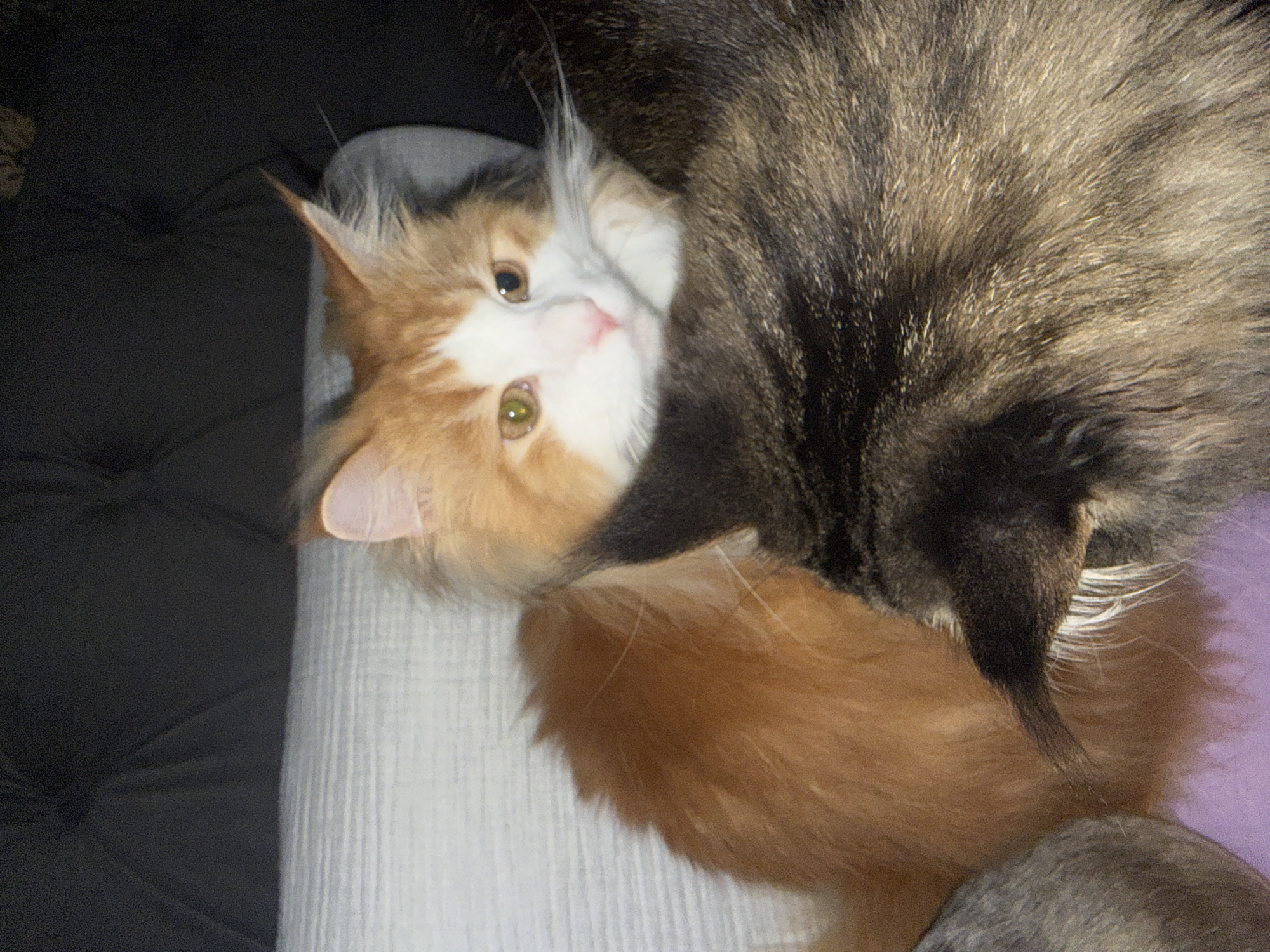 Two cats are partially visible, nestled together on a textured surface. The cat in the foreground, a tabby with brown and black fur, has its back to the viewer, obscuring much of its body. The other cat, primarily orange and white, is more visible, looking towards the right with its head resting on the tabby's fur. Its eyes are open, one appearing green and the other amber. The background is dark and indistinct, suggesting an indoor setting. There is no indication of the city of Kassel, Germany, within the image itself.