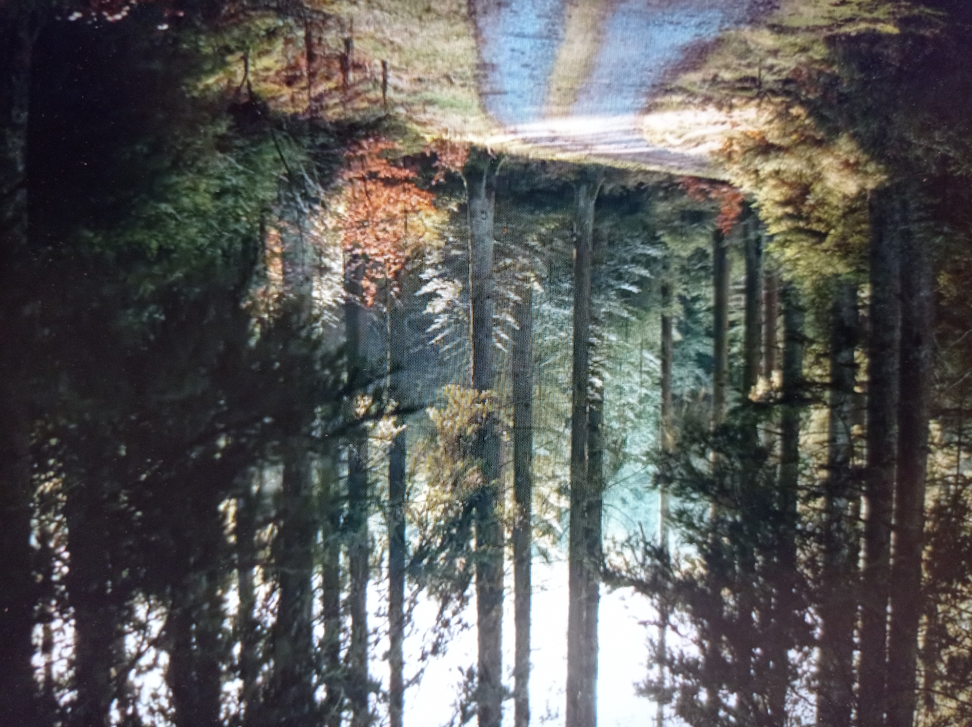 The image depicts a dirt road winding through a dense forest. Tall, dark-barked trees with green needles dominate the scene, their trunks forming vertical lines throughout the composition. Sunlight filters through the canopy, creating dappled light on the road and the forest floor. The ground is covered with fallen leaves and sparse vegetation. The overall impression is one of a quiet, natural environment. There are no people or specific landmarks visible to suggest a location within Mukachevo, Ukraine.