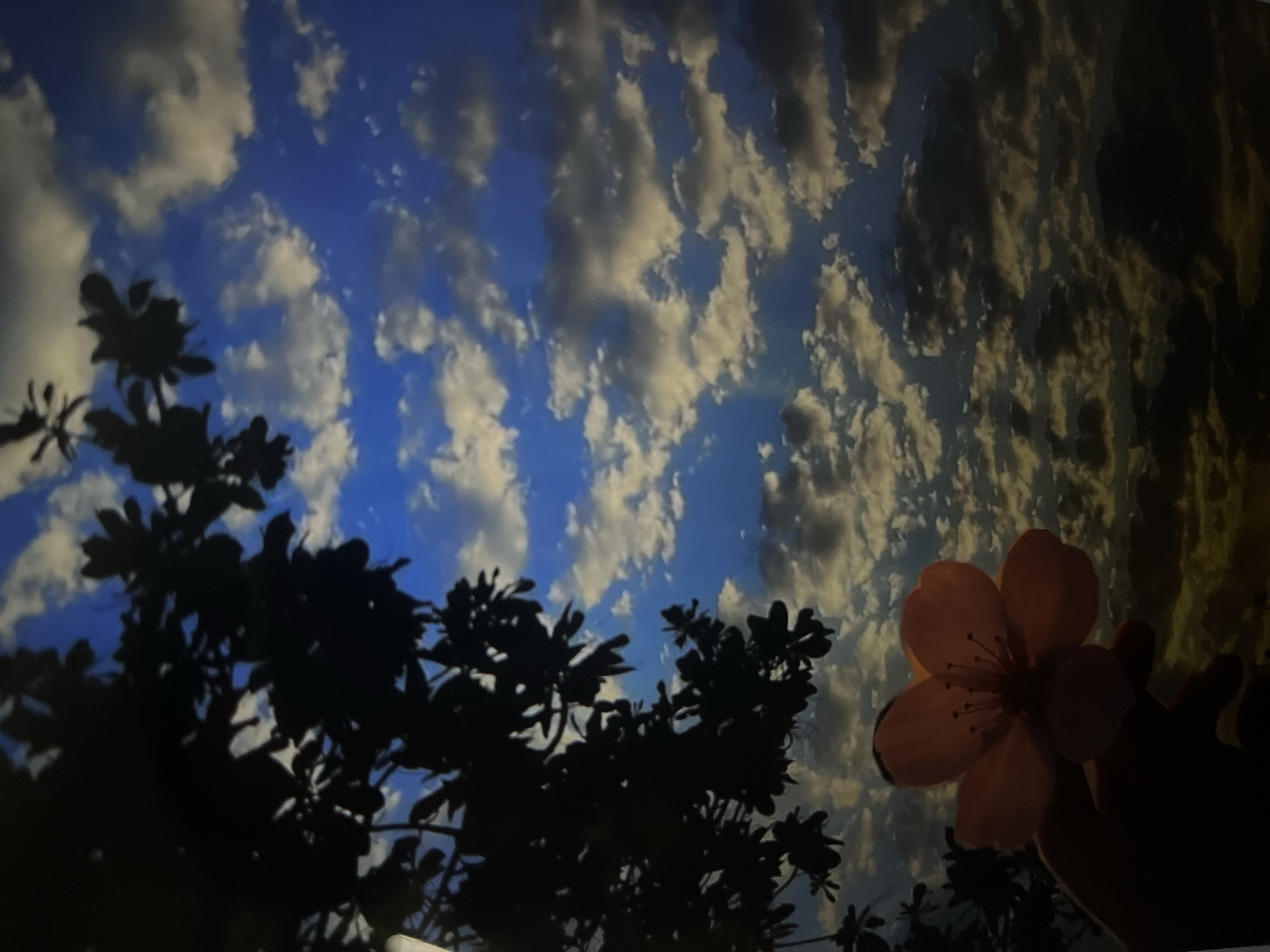 In an outdoor scene, a hand holds a single orange flower with five petals against a backdrop of a cloudy sky. The sky is a deep blue, with scattered white and grey clouds that appear illuminated from behind, suggesting either sunset or sunrise. Dark silhouetted tree branches are visible in the upper left quadrant of the image. The lighting is dramatic, with the flower and the hand being the only brightly lit subjects against a darker foreground. The location is unknown, and the time of day is likely dusk or dawn.