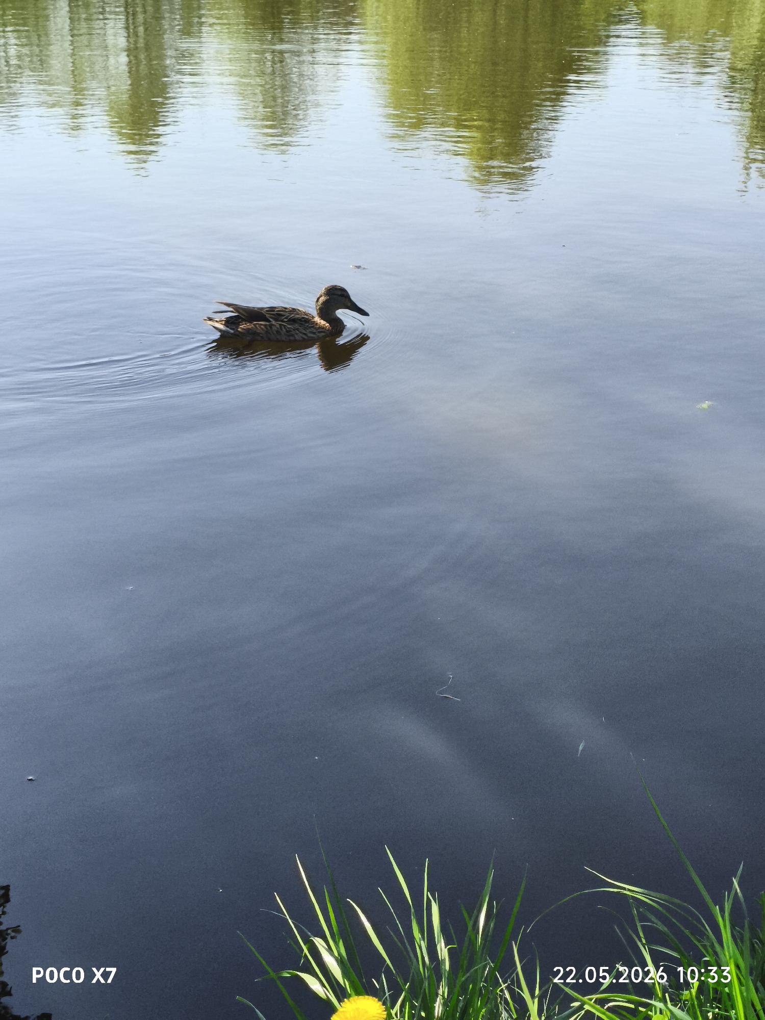 The image shows a female mallard duck swimming in a body of water. The water reflects the trees on the opposite bank. In the foreground, there is a small patch of grass and a yellow dandelion flower. The photograph appears to have been taken near a lake or pond in Chaikovsky, Russia. The date and time stamp indicate the photo was taken on May 22, 2026, at 10:33 AM.