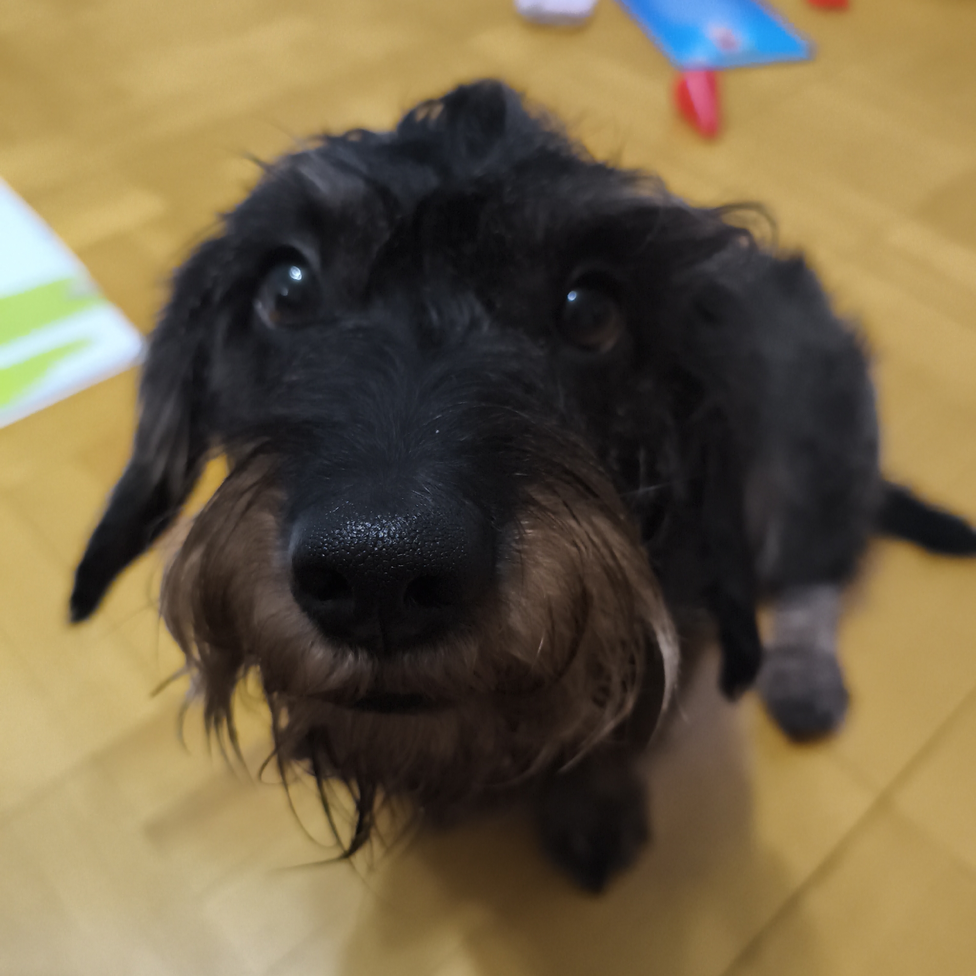A close-up shot features a small, black, wire-haired dachshund dog with brown facial markings. The dog is positioned on a yellow hardwood floor, looking directly up at the camera. Its nose is prominent in the foreground. In the blurred background, out-of-focus objects include a white and green object, a blue object, and red objects. The location is within an unknown city.