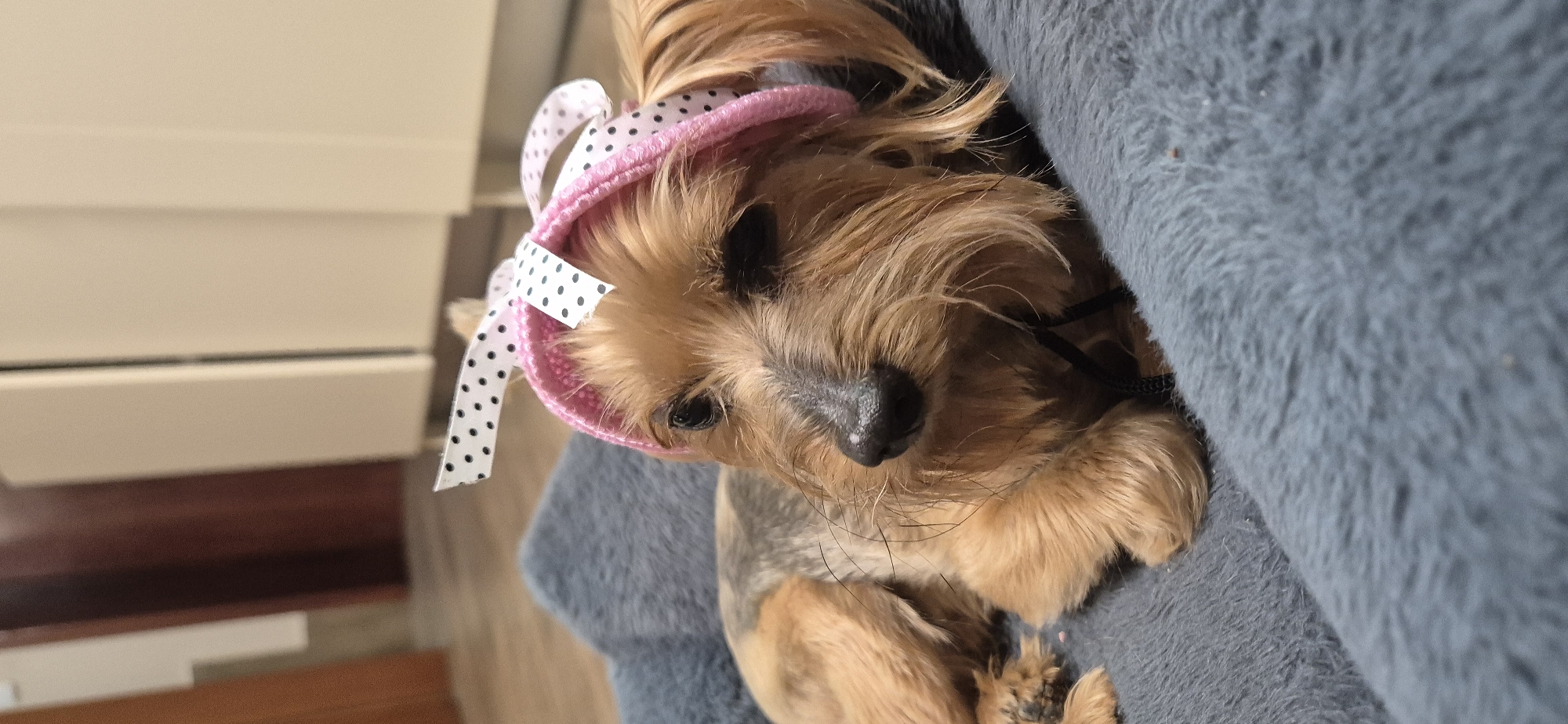A close-up shot depicts a small, brown Yorkshire Terrier dog with a black nose and dark eyes, wearing a pink and white polka dot hat, nestled in a soft, grey fleece material. A matching ribbon adorns the side of the hat. The dog's paws are visible, positioned close to its body. A white piece of furniture is partially visible in the background. The location is unknown.