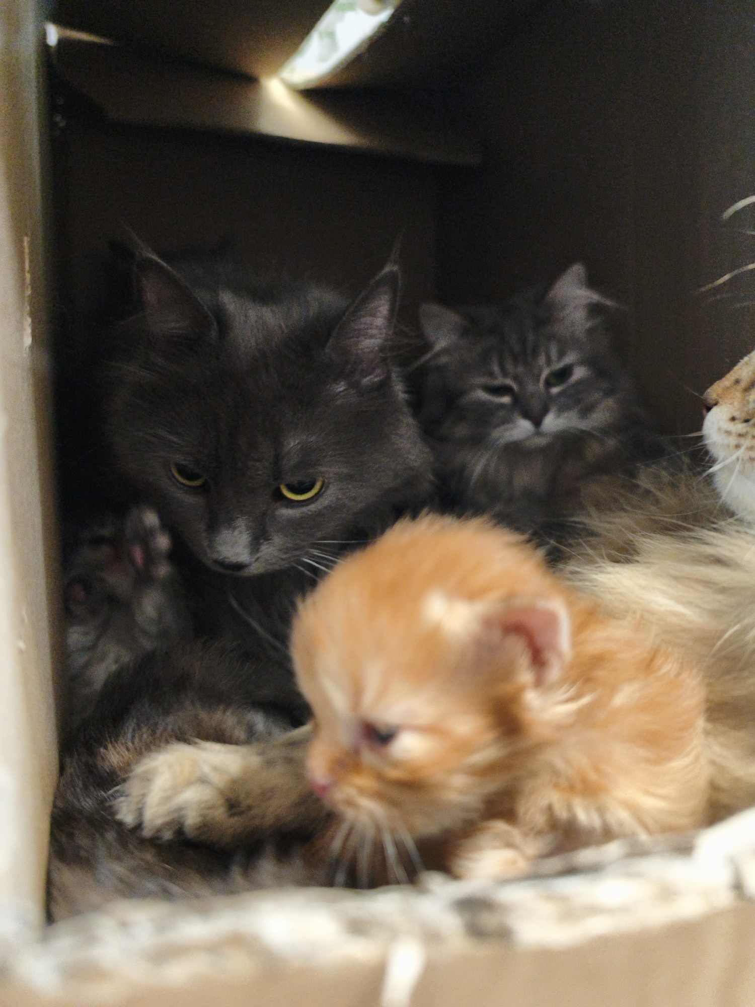 A close-up shot captures a group of cats huddled together inside a cardboard box. The lighting suggests an indoor environment. In the foreground, a tiny orange kitten is visible, its head slightly blurred. Behind the kitten, a dark gray cat with yellow eyes is looking down, its paw extended. Further back, another gray cat with tabby markings is peeking out. The background is dark, with hints of light filtering in from above, indicating the box is open. The cats appear to be seeking shelter or comfort within the confined space.