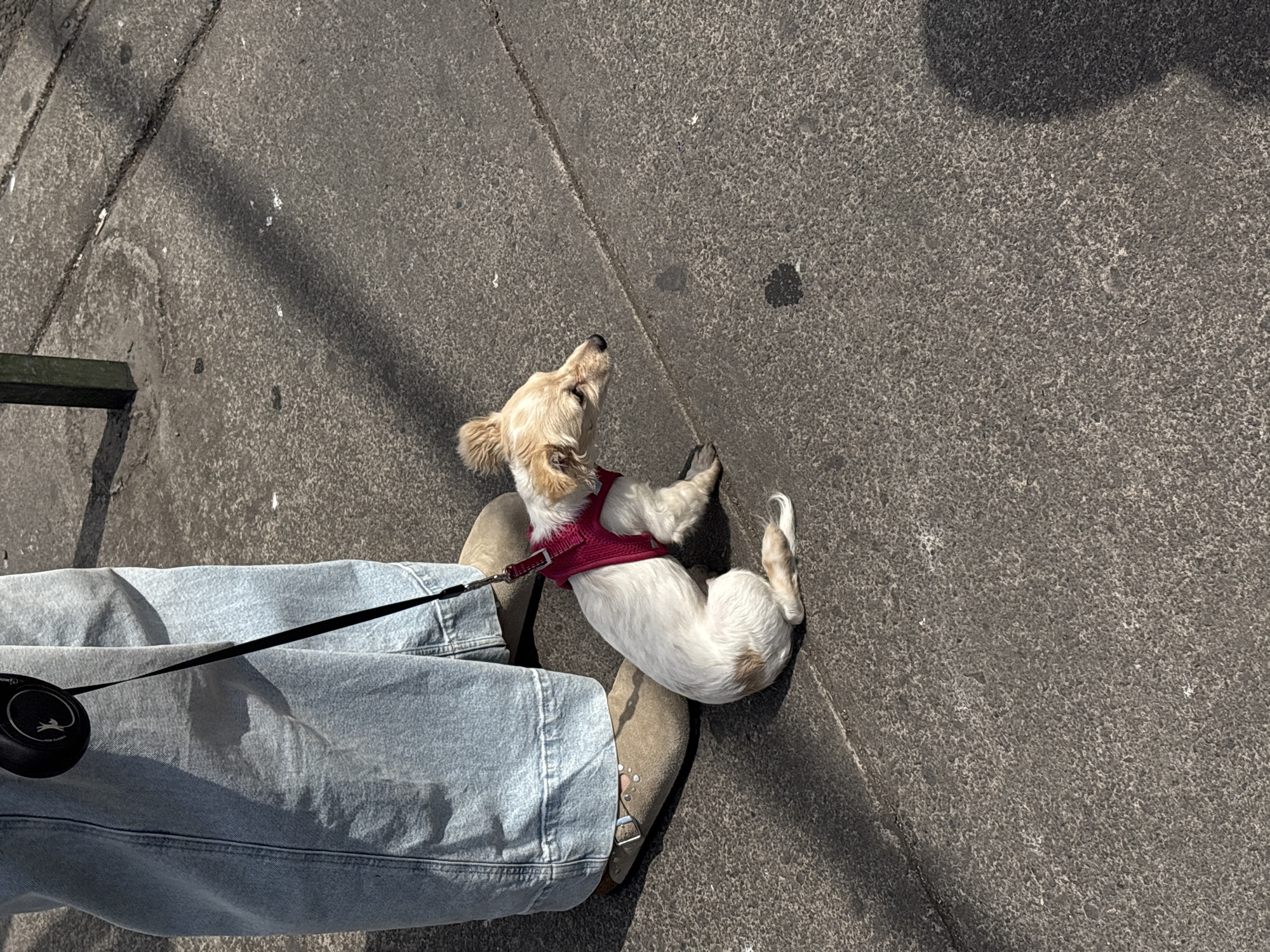 A tan-colored dog with white patches and a red harness is lying on its back on a concrete surface, possibly a sidewalk. The dog is next to a person wearing light-wash denim pants and tan shoes or boots. A retractable black dog leash extends from the person's hand towards the dog's harness. The scene appears to be outdoors during daylight, given the presence of shadows. The concrete surface is textured and has some dark stains. The location is unknown, but it is somewhere within Mexico City, Mexico.