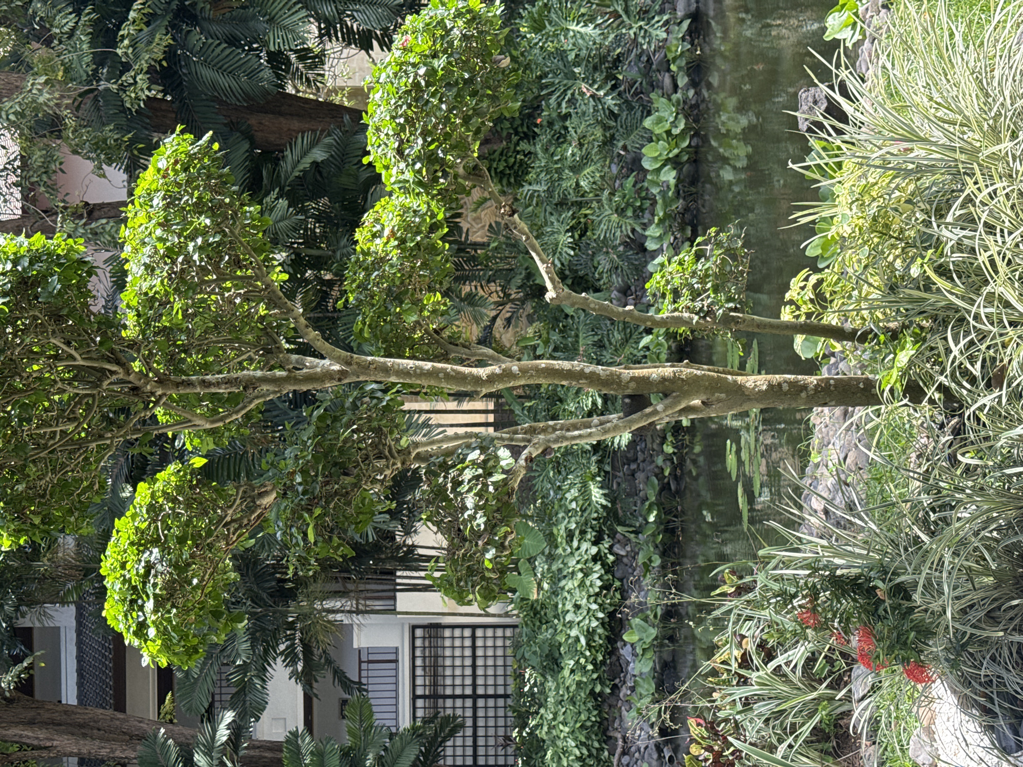 The image depicts a landscaped area in Kuta Selatan, Indonesia. A tree with trimmed, rounded foliage stands in the foreground, its branches extending horizontally across the frame. Behind the tree is a building with a grid-patterned window and white walls, partially obscured by foliage. A variety of lush green plants and vines cover a rock wall adjacent to a body of water, possibly a pond or stream. Grass-like plants with variegated leaves are also visible along the water's edge.