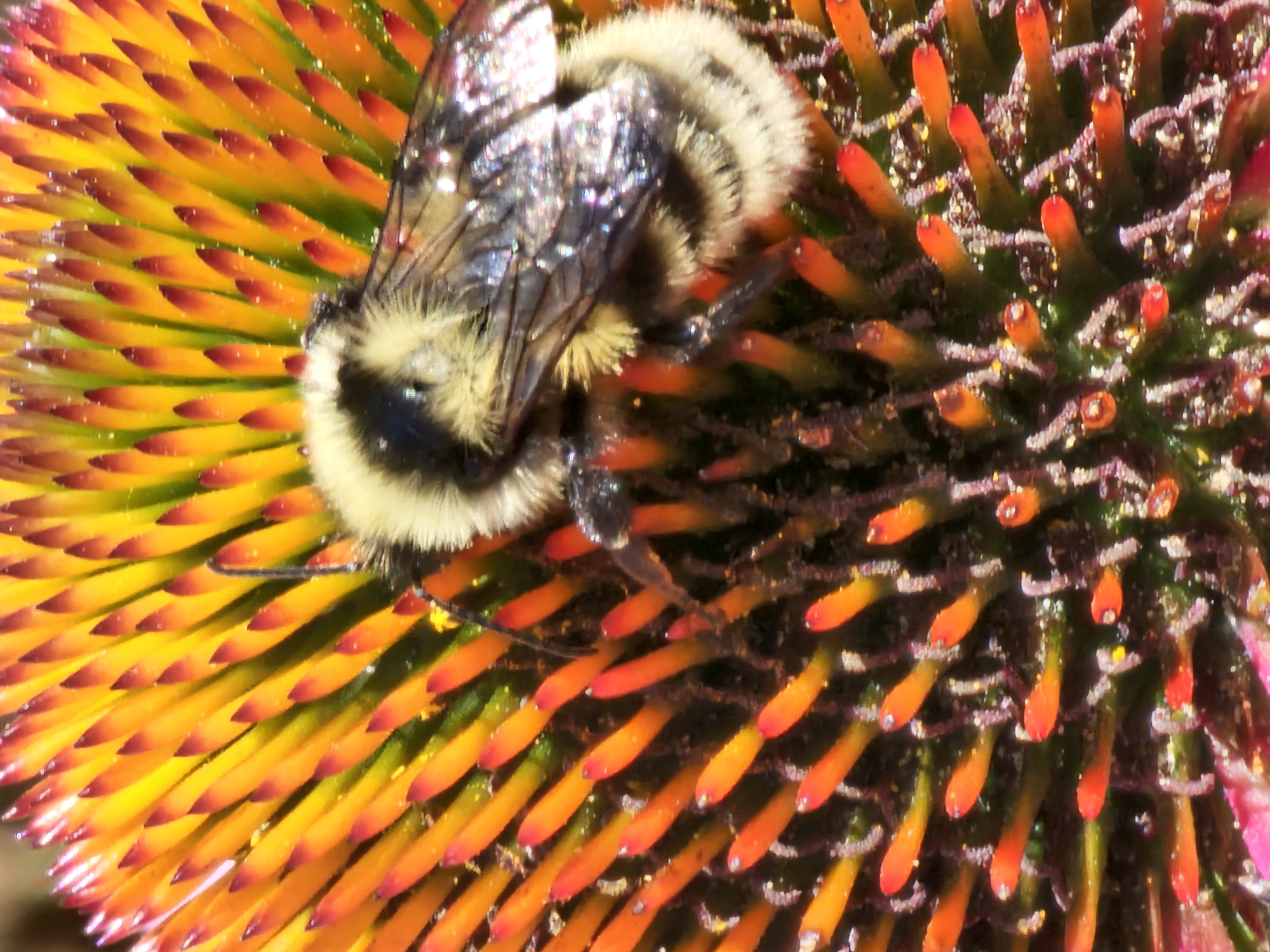 The image is a close-up, macro photograph of a bumblebee on a coneflower. The coneflower's petals are a vibrant gradient of yellow and orange, transitioning to red at the tips, and are arranged in a radial pattern. The bee, a bumblebee, is covered in fuzzy, black and yellow hairs and is positioned in the center of the flower, appearing to be collecting pollen. Its wings are visible, with a iridescent sheen reflecting light. The flower's center is composed of numerous spike-like structures, some of which appear to have dew or nectar droplets on them. The background is a blur of green and darker tones, indicating a shallow depth of field. There is no visible information within the image to suggest a specific location in Khimki, Russia.
