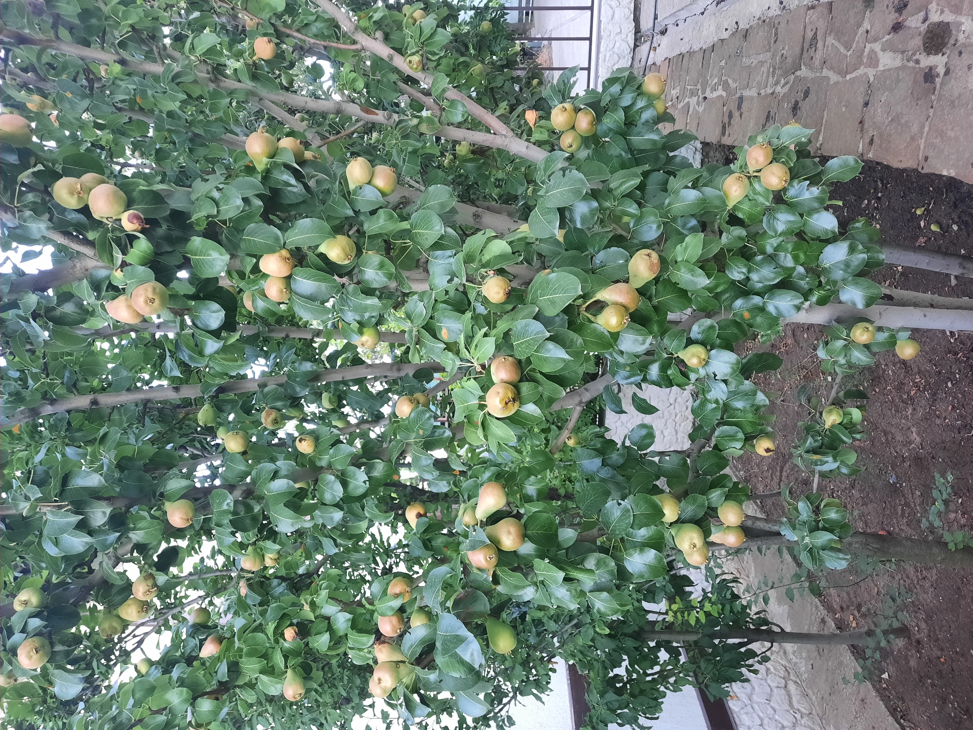 An outdoor, eye-level, full shot captures a pear tree laden with ripe fruit, its branches extending outwards and upwards. The tree, with its rough, grey-brown bark, is situated in what appears to be a backyard or garden. The pears, varying in shades of green and yellow, are clustered densely on the branches, some with hints of pinkish blush. The leaves are a vibrant green, creating a lush backdrop for the fruit. The ground beneath the tree is covered in dark soil, with a few fallen pears scattered among the dry leaves and twigs. To the left of the pear tree, a smaller, younger tree with dark green leaves stands. In the background, a white textured wall is visible, adjacent to a stone pathway made of irregular, brown and grey flagstones. The overall impression is one of natural abundance and a tranquil, domestic setting.