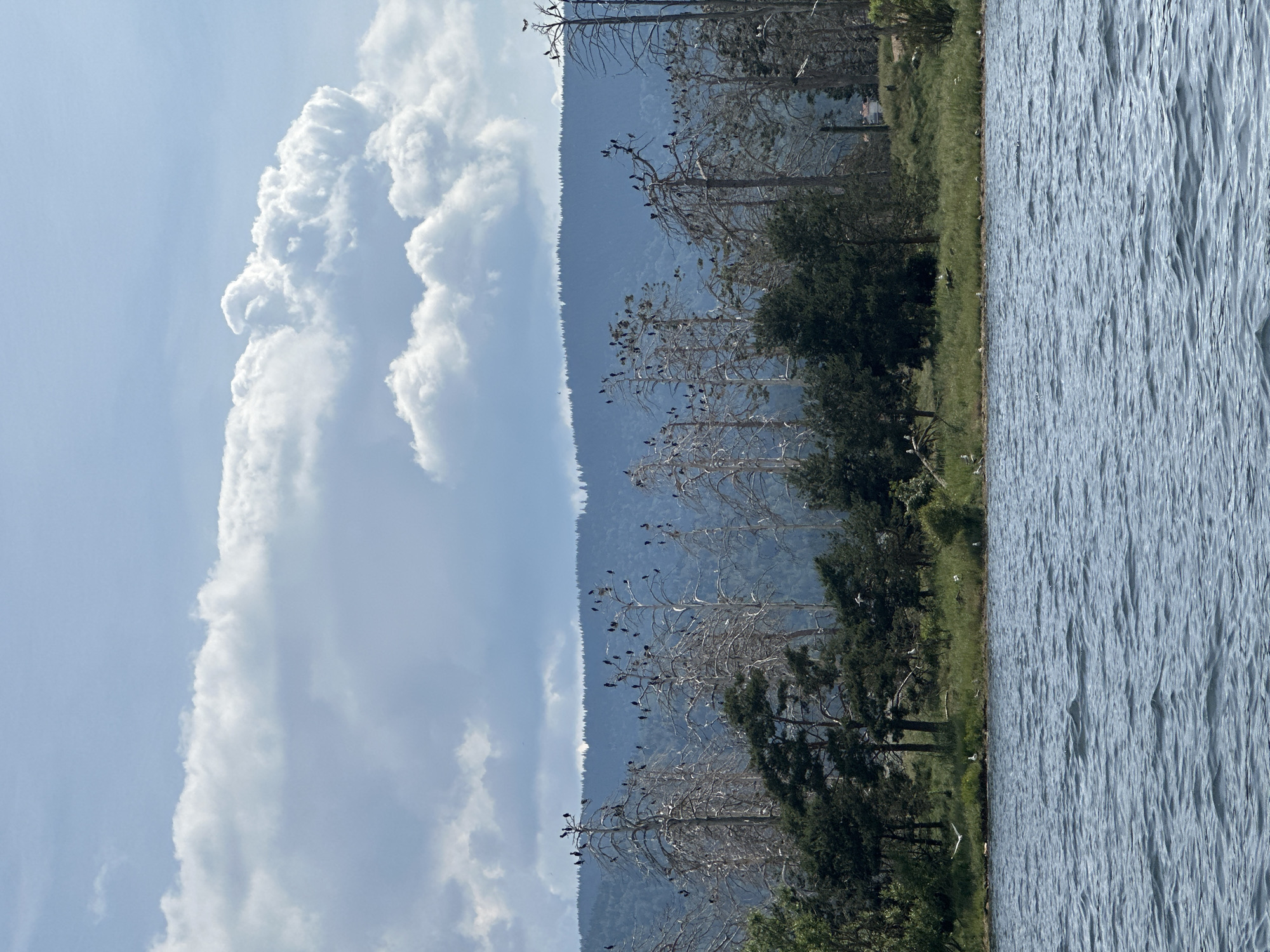 The image depicts a body of water in the foreground, with ripples suggesting a gentle breeze. Beyond the water, a grassy shoreline is lined with trees. Behind the trees, a dense forest stretches across a rolling hillside, forming a backdrop. The sky is partly cloudy, with large white cumulus clouds dominating the upper portion of the frame. In the mid-ground, numerous bare, dead trees stand starkly against the greenery and the distant hills. These trees are populated by a large number of black birds, perched on their branches. A few living, green trees are interspersed among the dead ones. The scene appears to be a natural landscape, possibly a lakeside or riverbank, within or near Tsigov Chark, Bulgaria. There are no people visible in the image.