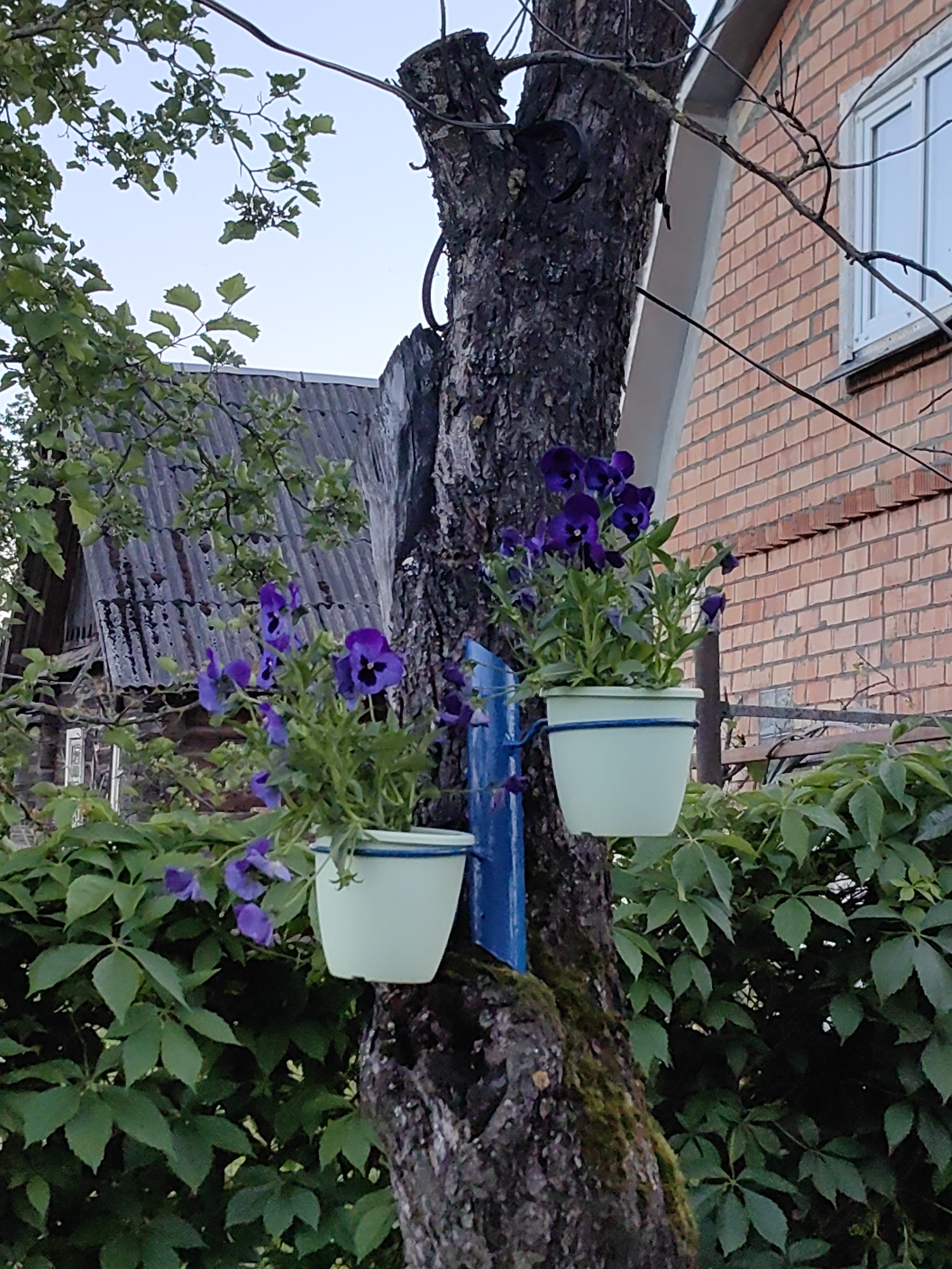 In the village of Dziamidavichy, Belarus, a tree is adorned with two light green planters filled with vibrant purple pansies. The planters are attached to the tree trunk by blue metal brackets. One planter is positioned higher than the other, creating a tiered display. The tree, with its rough, textured bark, stands prominently in the foreground. Behind the tree, a rustic, weathered roof of a building is visible, with its corrugated metal surface suggesting age. Further in the background, a red brick house with a white-framed window stands, indicating a residential area. Lush green foliage surrounds the base of the tree and drapes over a fence, adding a natural element to the scene. The overall impression is a charming, rural setting with a touch of whimsical decoration.