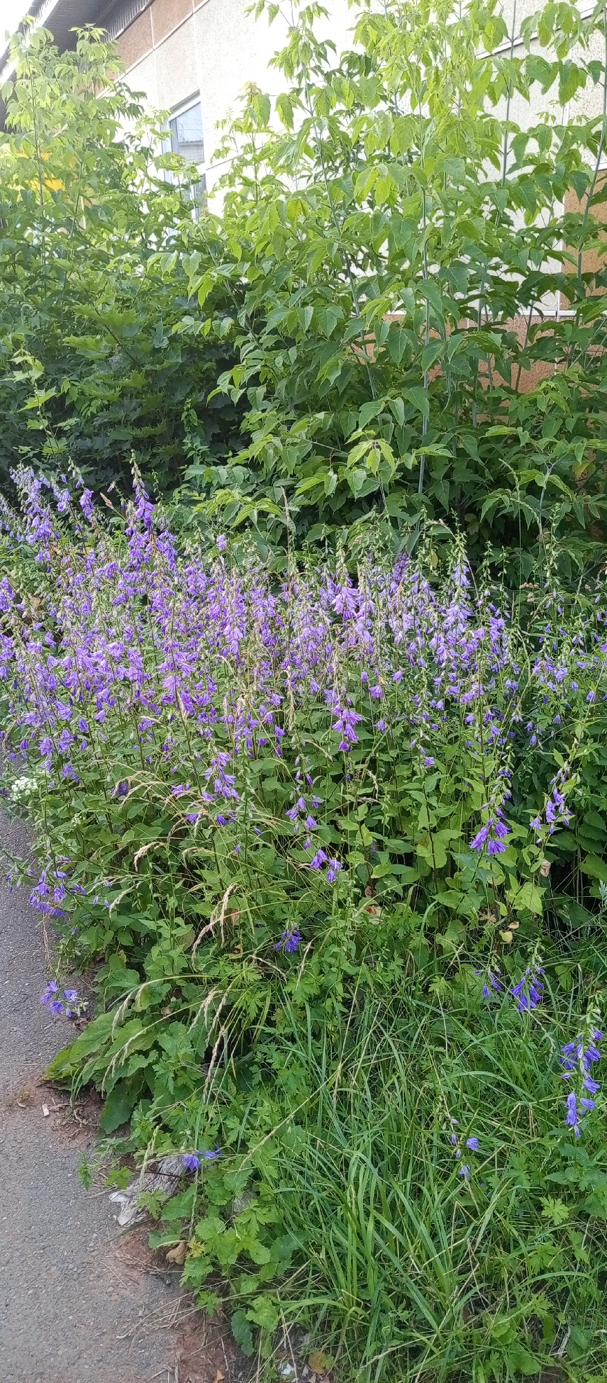 The image depicts a dense patch of bellflower plants with numerous purple blooms, growing alongside a paved pathway. Behind the flowers, a wall of green foliage from trees and shrubs is visible, with a building facade partially obscured in the upper background. The scene appears to be an outdoor setting in a city, likely Agryz, Russia, given the context of the provided information. No people are present in the image. The lighting suggests it is daytime, possibly late afternoon due to the angle of the shadows. The overall impression is of a natural area encroaching on an urban environment.
