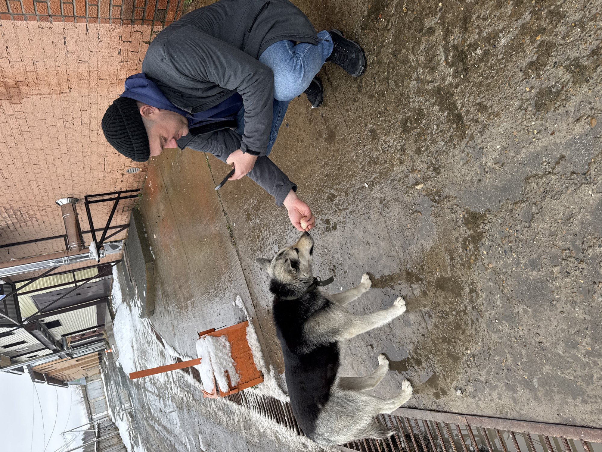 A man in a dark beanie, gray jacket, and blue jeans is crouched down, offering a treat to a gray and black dog. The scene is set outdoors on a gray concrete surface that appears wet. In the background, there is a brick wall and metal structures, suggesting an urban or industrial area. A snow-covered shovel lies nearby, and partial snow remains on the ground. This photograph was taken in the city of Chaikovsky, Russia.