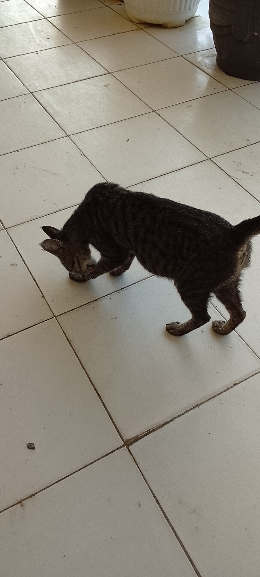 A tabby cat is grooming itself on a tiled floor. The cat's fur is dark brown with black stripes. Its head is lowered as it licks its front paw. The floor is made of light-colored square tiles with dark grout lines. In the background, there are parts of a white pot and a dark pot. The lighting suggests it is daytime. The scene appears to be an outdoor patio or walkway in Jepara, Indonesia.
