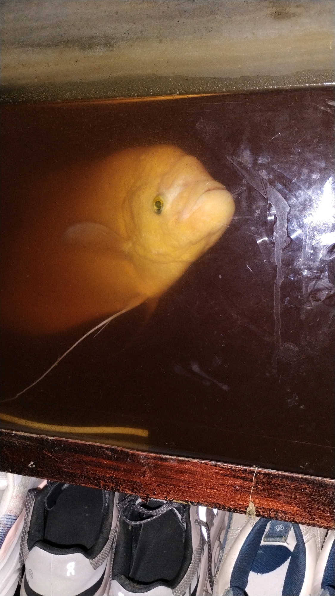 An eye-level, vertical, close-up shot captures a large, golden-yellow fish swimming in a dark, murky tank. The fish's head is prominent, its eye a vivid green with a black pupil. A long, thin white whisker extends from its face. The tank's water appears dark brown, with a layer of foam and small bubbles on the surface near the top edge. The tank itself is enclosed by a dark brown, wooden frame. Below the tank, a rack holds several pairs of athletic shoes, primarily grey and white with blue accents. The scene is likely within a home or shop environment, given the presence of shoes. The specific location in West Jakarta, Indonesia is not discernible from the visual information provided in the image.