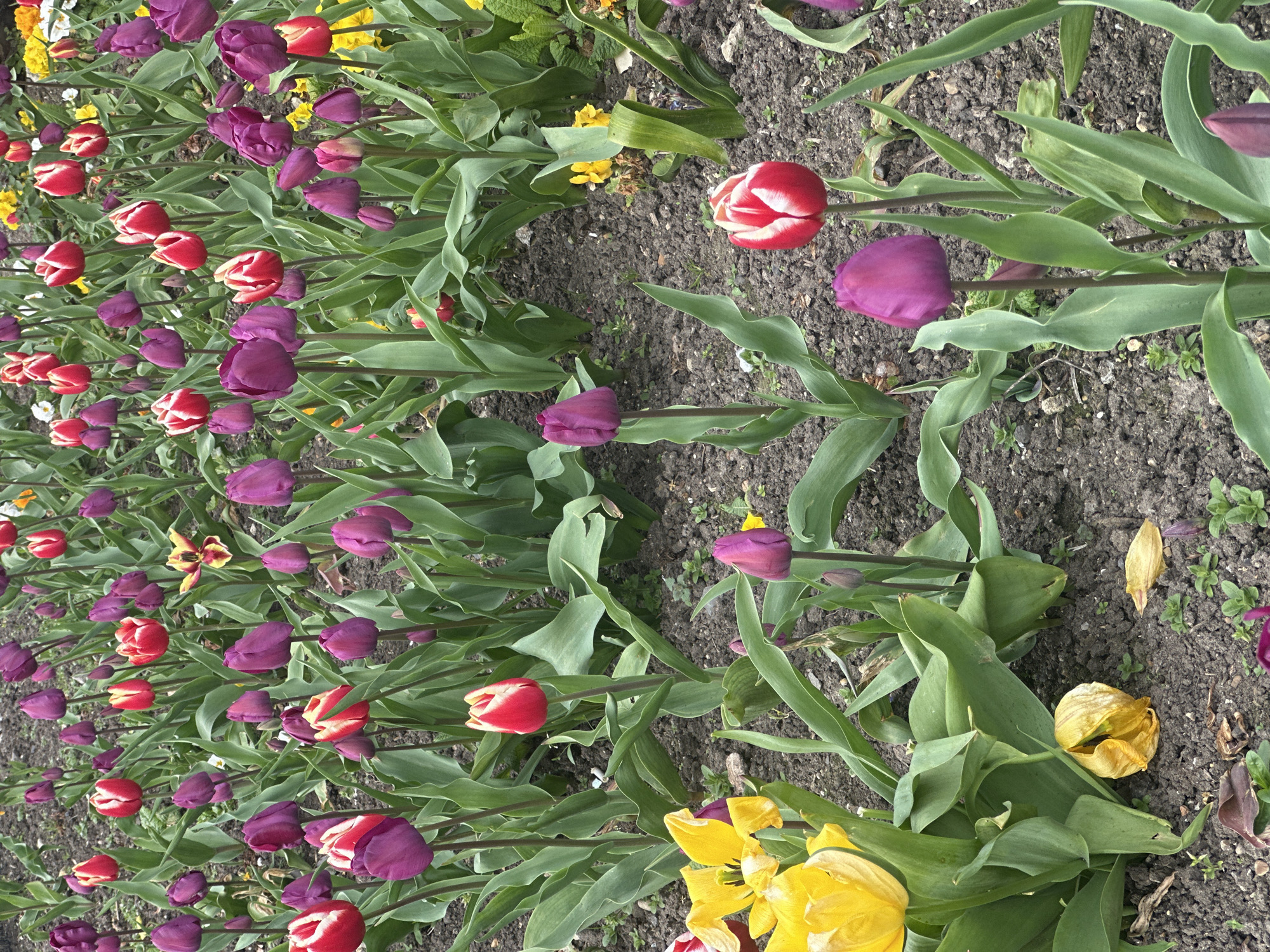 A field of tulips with purple and red-and-white flowers grows in Folkestone and Hythe District, United Kingdom. Some yellow flowers also grow in the field. The plants' green leaves surround the flowers. Soil covers the ground between the plants.