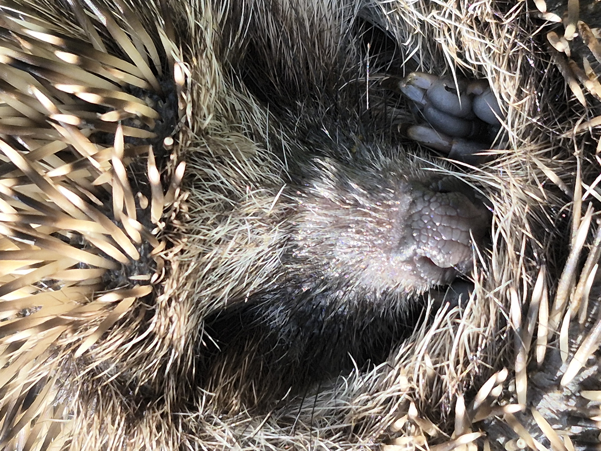A close-up, overhead shot captures the snout and front paws of a hedgehog nestled within dry grass and its own quills. The hedgehog's snout is a textured, pinkish-grey, with visible pores and fine hairs. Its front paws, tucked inwards, are grey and show distinct digits. The surrounding environment is composed of dried, straw-like vegetation, interspersed with the hedgehog's sharp, beige and brown quills. The lighting suggests it is daytime, with sunlight casting shadows and highlights on the quills and snout. This image was taken in the city of Sars, Russia.