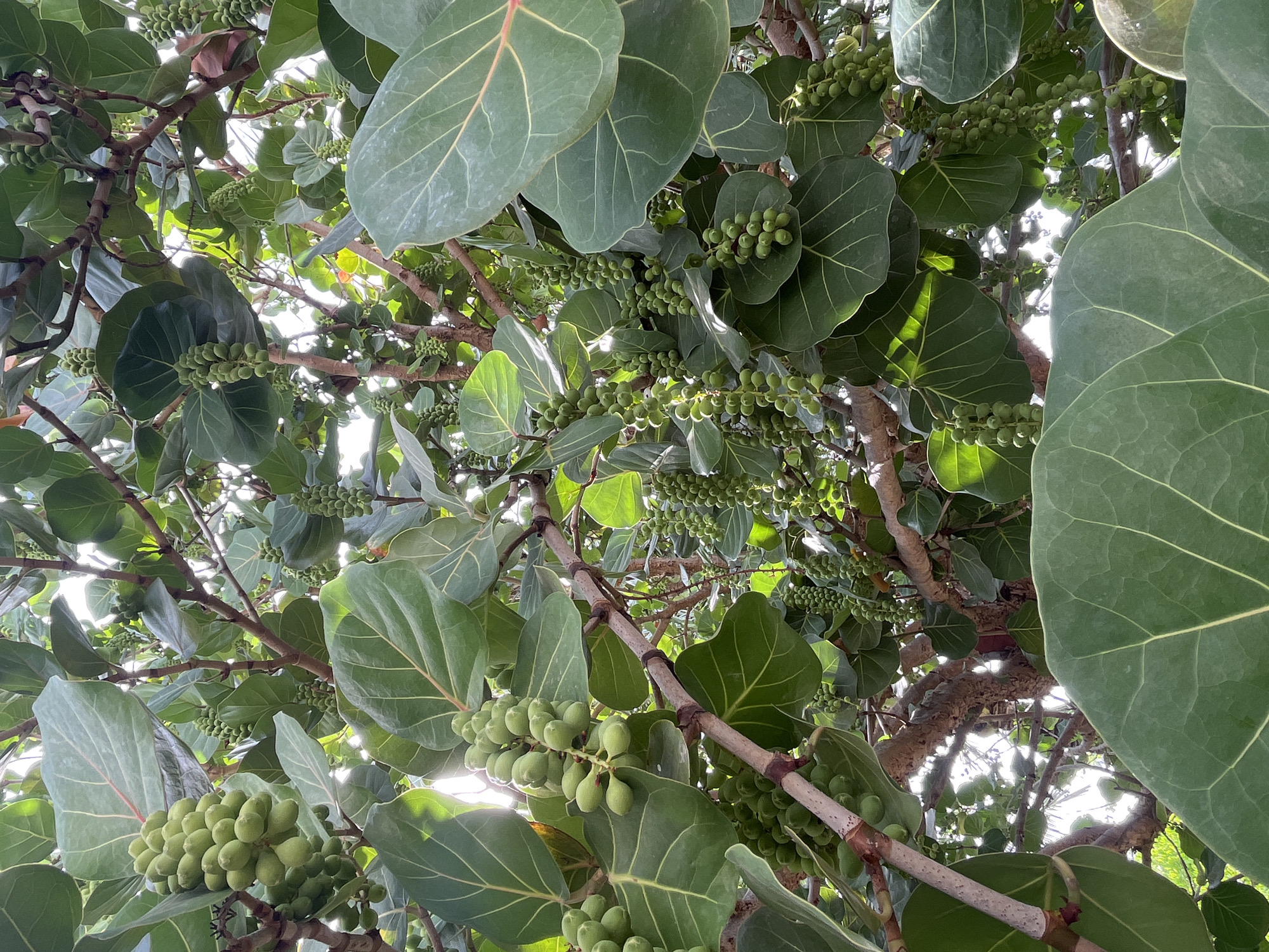 The image shows a close-up, upward-looking view into the canopy of a sea grape tree (Coccoloba uvifera). The location is likely in Bac Nha Trang Ward, Vietnam. The tree has large, round, green leaves with prominent red veins. Bunches of unripe, green grapes hang from the branches. The branches are light brown and textured. Sunlight filters through the leaves, creating bright spots and shadows. There are no people visible in the scene. The composition focuses on the tree's foliage and developing fruit.
