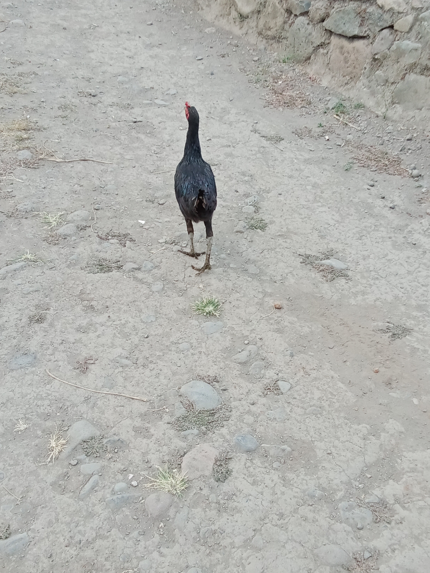 A black chicken with red comb stands on a dirt path in Selowogo, Indonesia. The path is rocky and has some sparse vegetation. A stone wall runs along the top right of the image. The chicken is facing away from the camera.
