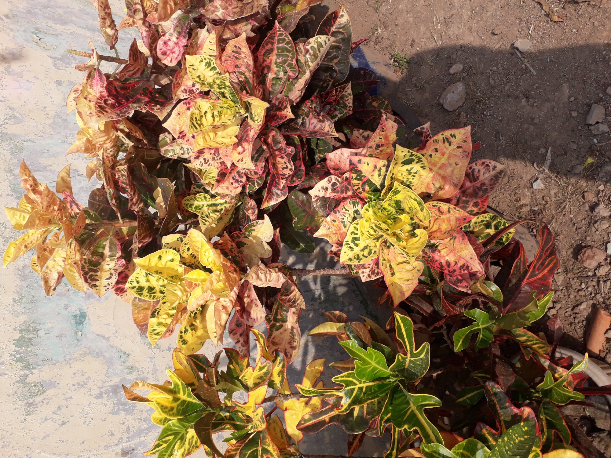 In the city of Cankuang, Indonesia, a cluster of vibrant croton plants stands against a weathered, light-colored wall. The plants exhibit a rich tapestry of colors, with leaves featuring striking patterns of yellow, green, red, and dark brown. The ground beneath the plants is composed of dry, dusty soil, interspersed with small stones and patches of dry grass. A dark shadow, cast by the photographer, stretches across the ground to the right of the plants. The overall scene depicts an outdoor setting, likely a garden or pathway, bathed in natural sunlight.