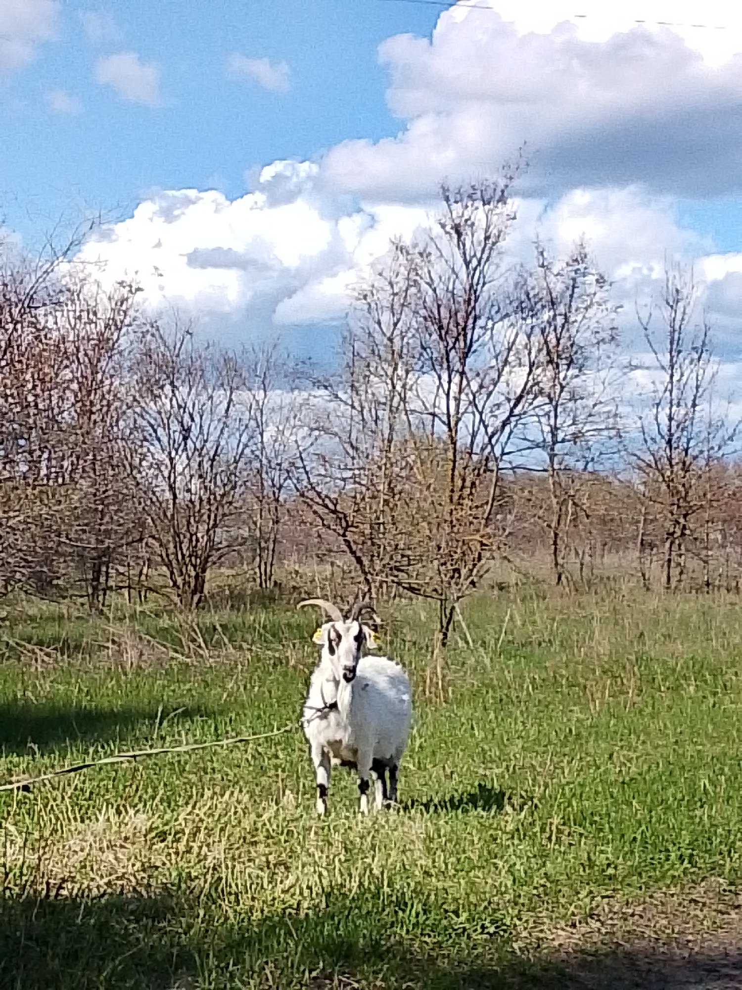 The image displays a white goat standing in a sunlit grassy field under a vibrant blue sky dotted with fluffy white cumulus clouds. The goat, positioned slightly to the right of the frame's center, has black markings on its face and legs and possesses visible horns. Yellow ear tags are present on both of its ears. A rope or tether is visible near its front legs, extending towards the lower left, indicating it may be tied.
In the midground and background, numerous deciduous trees stand bare, their intricate branches suggesting late winter or early spring. The ground in the foreground is covered in green and some patches of dry grass, with distinct shadows cast by the bright sunlight, implying it is daytime. The scene evokes a tranquil, rural setting, consistent with the Elets-Malaninskii area in Russia. There is no legible text visible within the image, including on the ear tags.