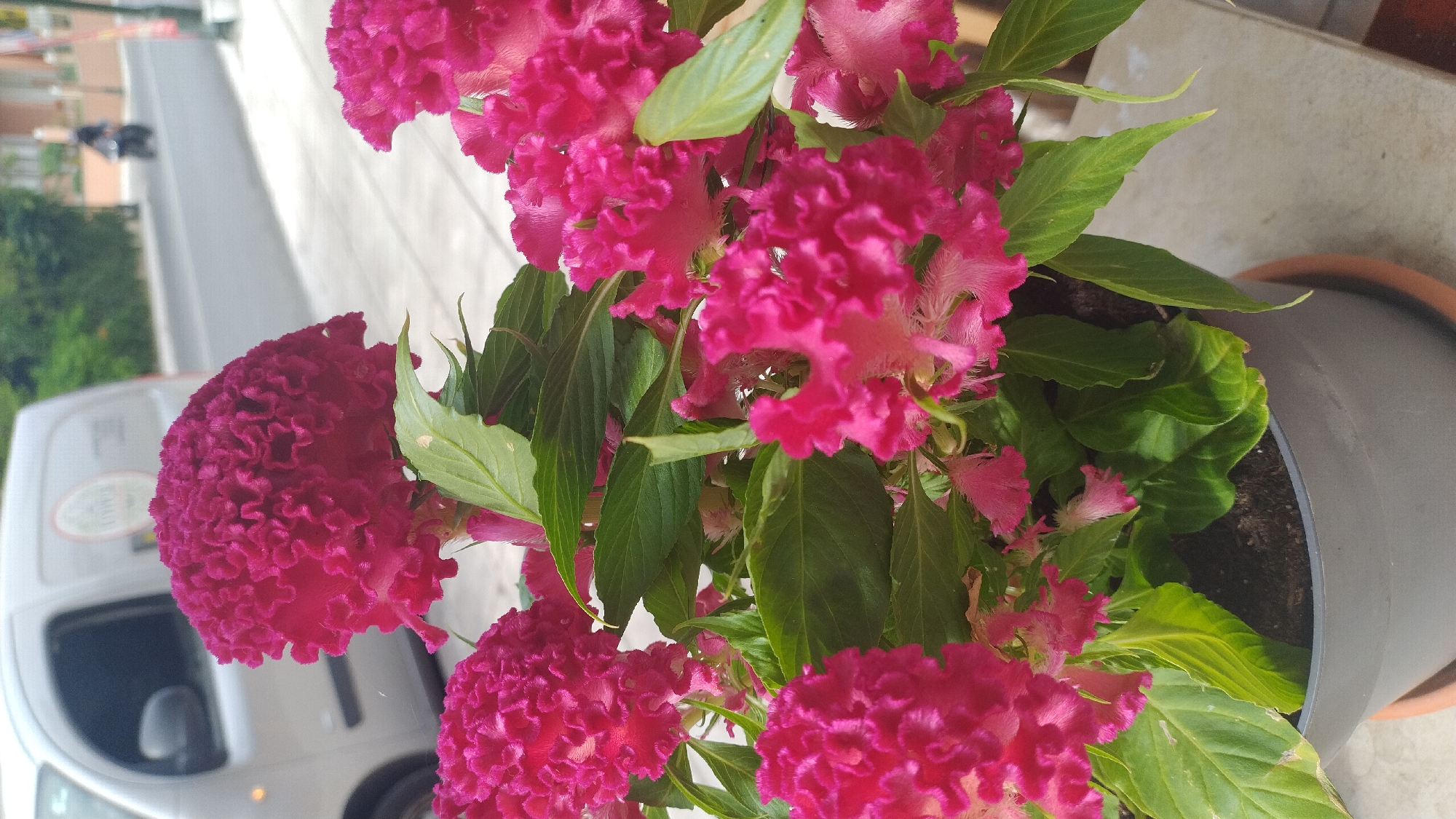 The image displays a close-up of a potted plant with vibrant pink Celosia flowers, commonly known as cockscomb, in the foreground. The flowers exhibit a unique, ruffled texture. Lush green leaves surround the blooms. The pot is a neutral gray color and sits on a light-colored surface, possibly a ledge or table, with a terracotta saucer underneath. In the background, a silver van is partially visible on the left. Further in the background, a street scene unfolds with a road, buildings, and a person riding a motorcycle. The overall setting suggests an outdoor urban environment. The presence of buildings and a road indicates this scene is likely located in a city. Given the location information, the scene is set in Νέα Κερασιά, Greece.