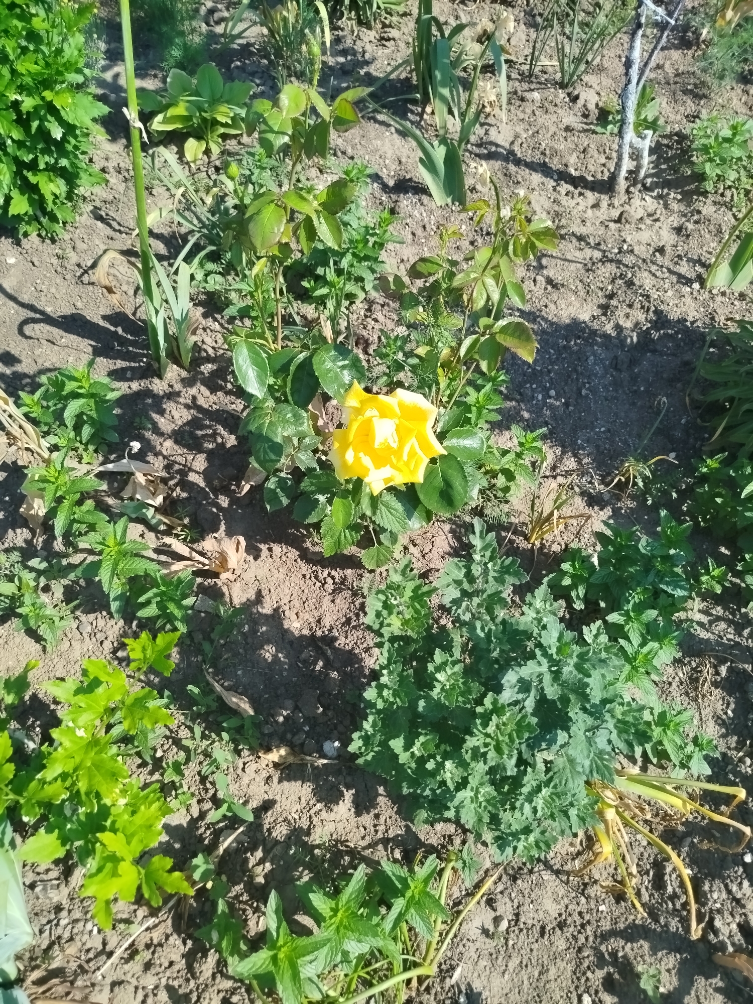 An overhead medium shot captures a bright yellow rose in full bloom, centered in a garden bed. The rose, with its vibrant petals slightly unfurled, is surrounded by various green plants. To the left of the rose, a tall green stalk stands erect. The ground beneath the plants is composed of dry, dark soil, with patches of dry leaves scattered throughout. Shadows from unseen objects are cast across the ground, indicating a sunny day. The overall scene depicts a close-up view of a well-lit garden.