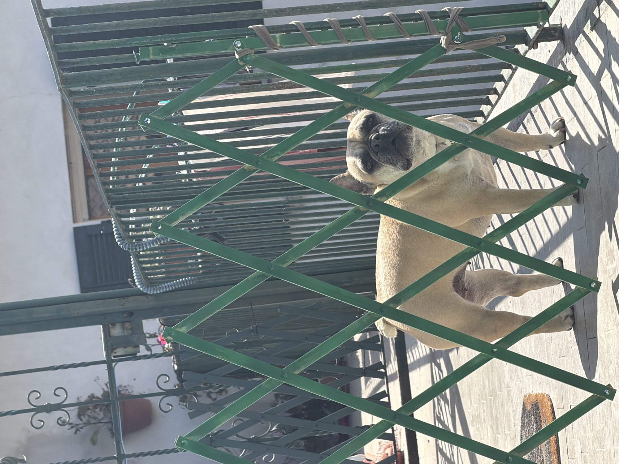 A medium-sized, tan-colored bulldog is standing on a stone-tiled surface behind a green metal gate. The gate is an accordion-style gate. The dog is facing the camera, with its head positioned near the upper portion of the gate. Behind the gate, there is a white wall and a section of a building. A portion of a decorative metal fence with a planter is visible on the left side of the image. The scene is illuminated by sunlight. The location is likely in Milan, Italy, given the presence of the Italian style architecture, plants and tile.