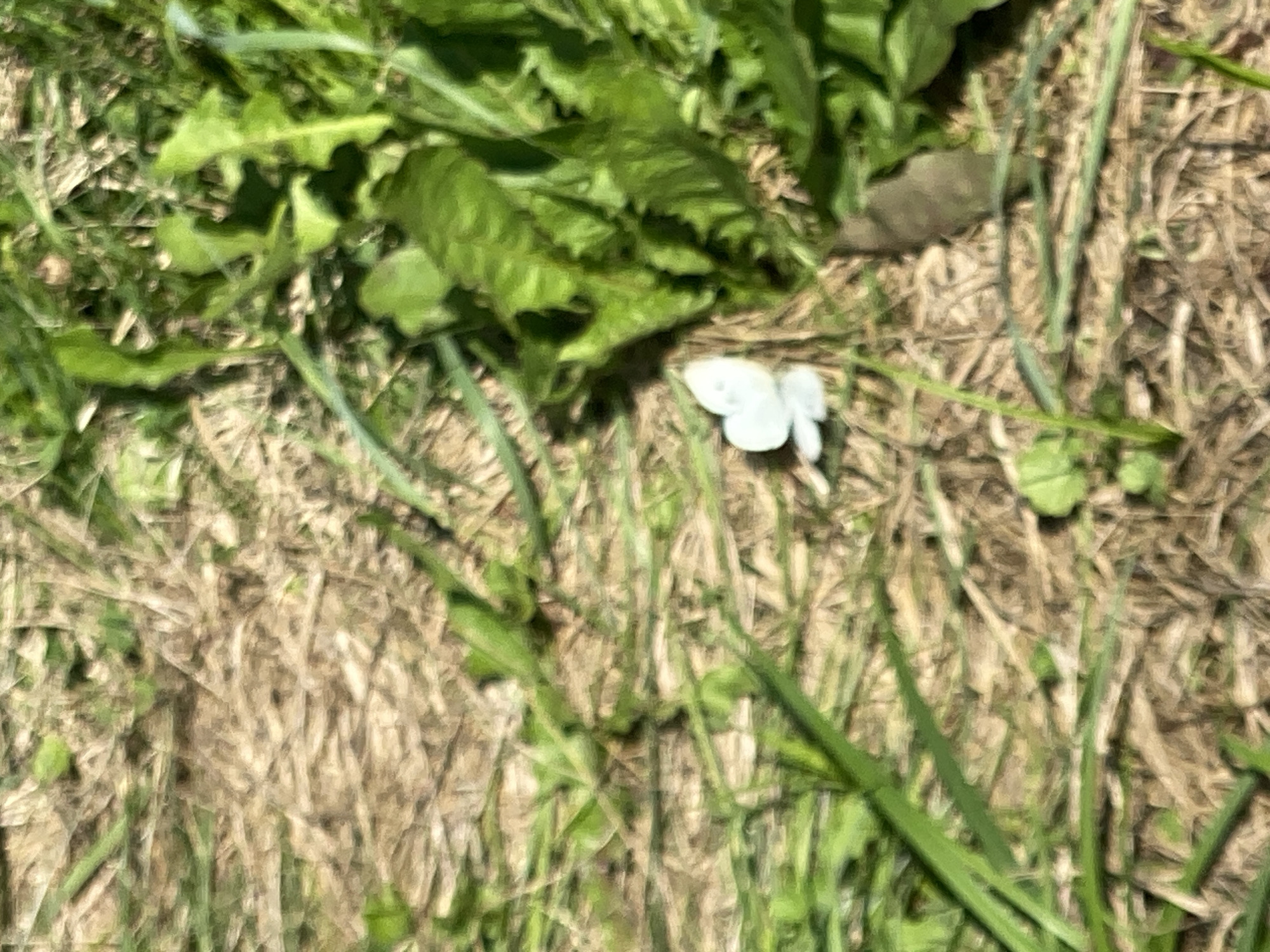 A close-up, slightly blurry shot captures a small white butterfly resting on dry grass. The butterfly's wings are partially open, revealing a delicate pattern. The surrounding environment consists of dry straw-like grass mixed with vibrant green leaves and blades of grass, suggesting an outdoor setting. The lighting indicates it is daytime, with soft shadows. The image is devoid of any human presence or urban elements, making the location difficult to pinpoint within a city.