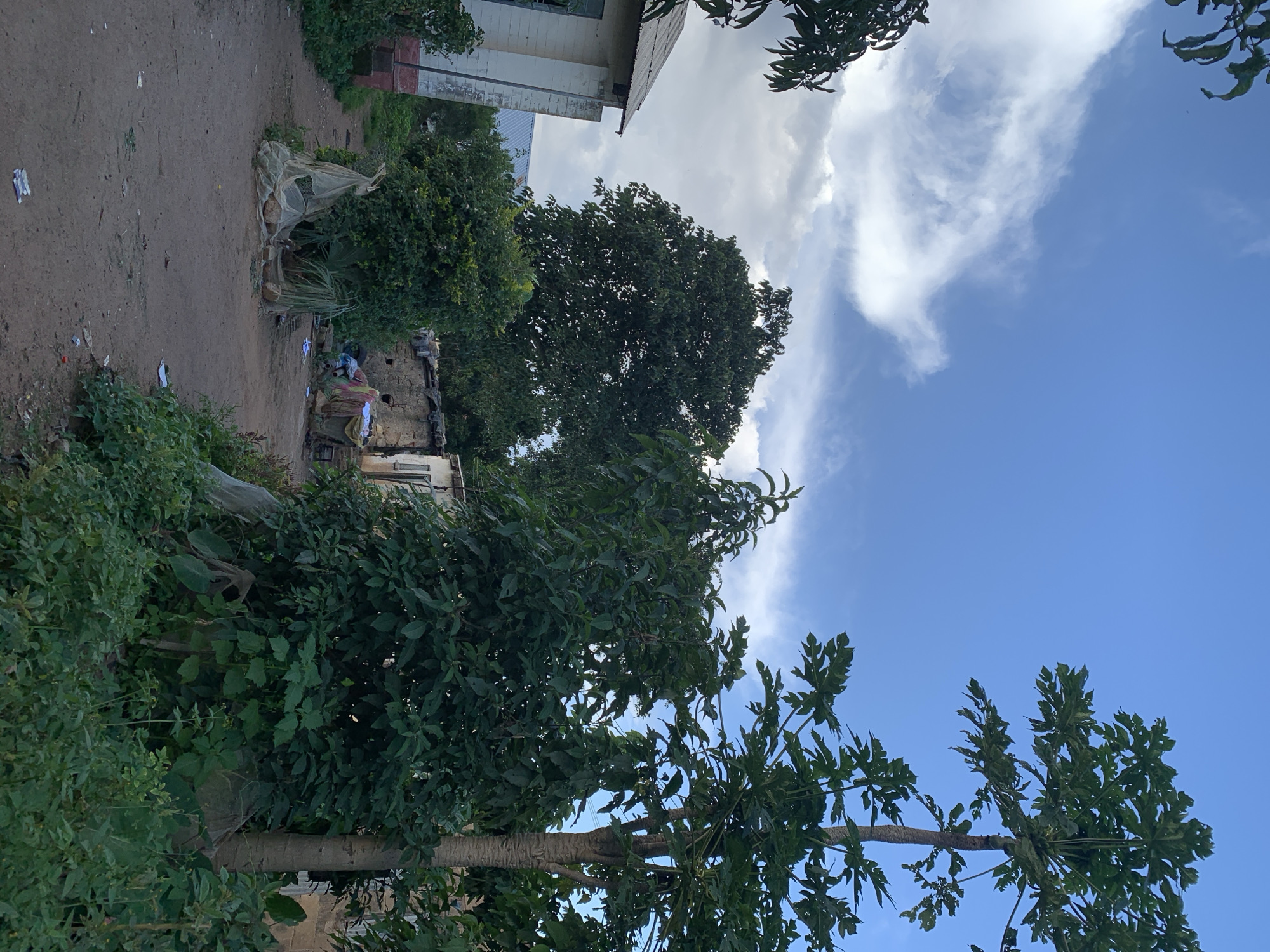 The image depicts an outdoor scene in Kuru Karama, Nigeria, under a blue sky with scattered clouds. The foreground is a dirt path with some debris, including scattered papers. To the left, a building with a light-colored brick facade and a corrugated metal roof is visible. Adjacent to this building is a dense green bush. In the center of the image, a large, leafy tree dominates the view. Behind the tree, more buildings constructed with rough materials, possibly mud or stone, can be seen, some appearing partially dilapidated. In the middle ground, a few individuals are present. One person is seated near a wall, and another appears to be tending to something on the ground. There are also several objects scattered around, including what looks like plastic sheeting covering some items. To the right of the image, a tall tree, possibly a papaya tree, with a distinctly textured trunk, stands prominently. The overall environment appears to be a rural or semi-rural residential area, with a mix of structures and abundant vegetation.
