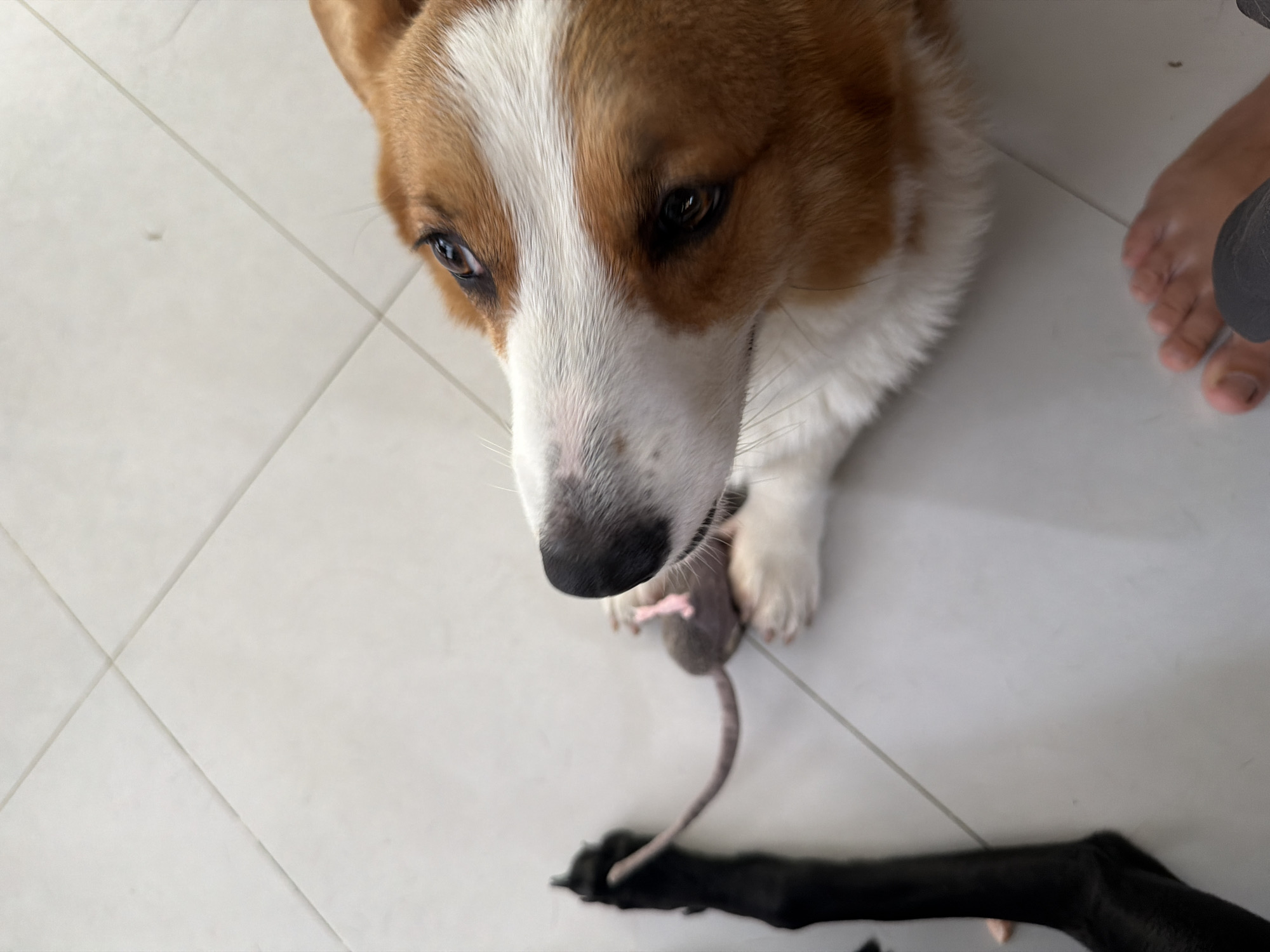 A Corgi dog is looking up, with its head close to the camera. The dog has orange and white fur and is lying on a tiled floor. A black dog's paw is visible to the left, holding a small mouse toy. A human foot is visible in the lower right corner. The scene appears to be indoors on a tiled floor.
