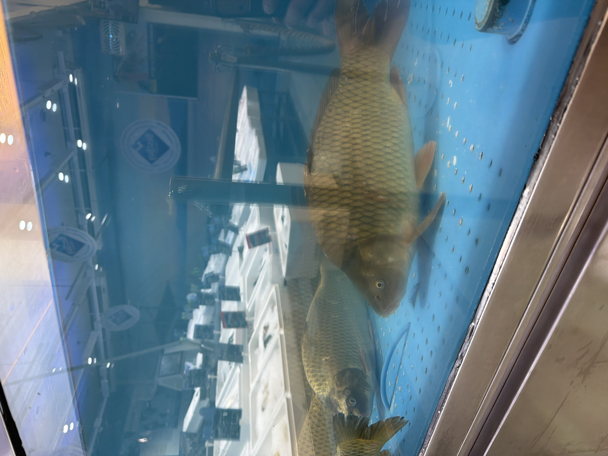 The image shows a fish tank inside a store in Burgas, Bulgaria. Two large fish, possibly carp, are visible in the tank. The tank has a blue back panel with holes. The image is taken at an angle, showing the reflection of items in the store on the glass of the tank. The items visible include shelves, signs, and some reflective surfaces.