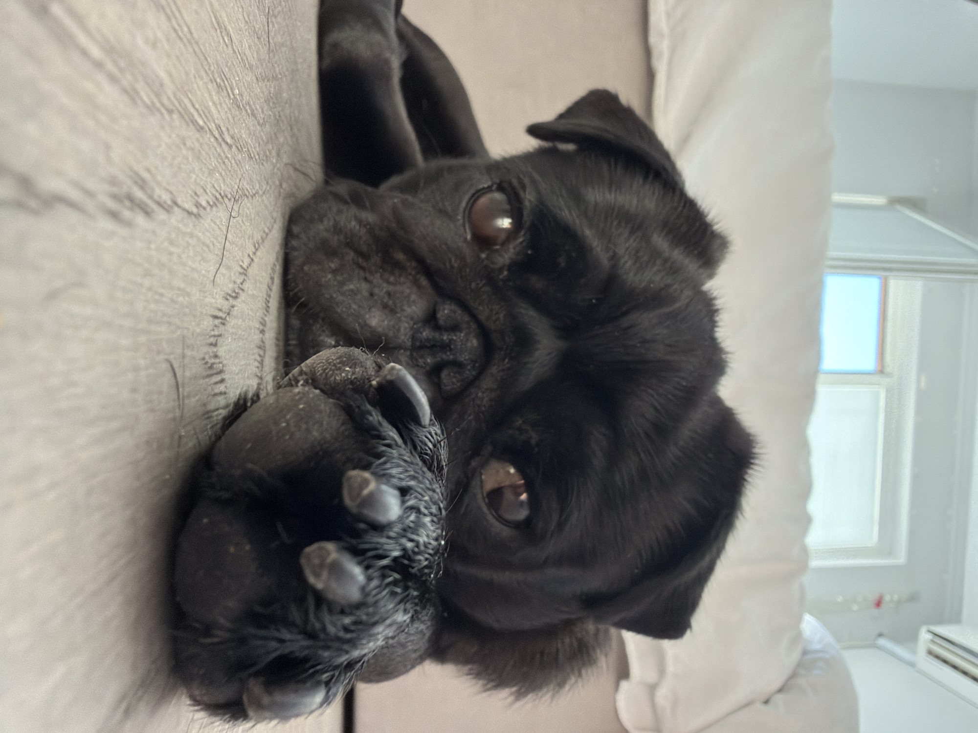 A black pug rests on a light-colored wooden floor, its head angled towards the camera. The pug's eyes are wide and expressive, and its front paw is resting near its face. In the background, a white bed and a window are visible, suggesting an indoor setting. There is no indication of the city of Sirius, Russia, or any other specific location.