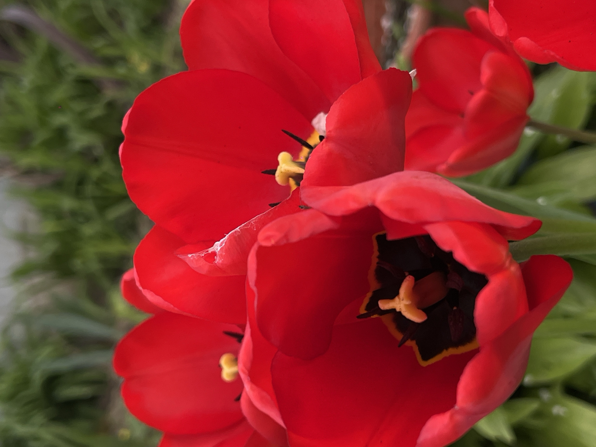 A vibrant close-up photograph showcases several brilliant red tulips in full bloom. The image is taken from a slightly rotated perspective, emphasizing the rich color and intricate details of the flowers.
The primary subjects are the red tulips, with two or three prominent blooms filling the majority of the frame. One large, fully open tulip dominates the lower right quadrant, revealing its striking dark black/purple center, surrounded by bold yellow stamens and a lighter-colored pistil. Another tulip, partially obscured towards the top left, also displays its dark interior and yellow reproductive parts. The petals of the tulips are a deep, saturated red, with some showing subtle variations in tone due to lighting and curvature. A slight tear or imperfection is visible on a petal in the upper left area of the image.
The background consists of blurred green foliage, likely leaves from the tulip plants or surrounding garden greenery. This soft, out-of-focus background creates a shallow depth of field, making the red tulips stand out prominently. The lighting appears bright and natural, suggesting it was taken during daylight hours, enhancing the vividness of the colors. No specific activities or events are depicted, nor is any text visible. The scene captures the natural beauty of these flowers in what could be a garden setting in Novopokrovskaya, Russia.