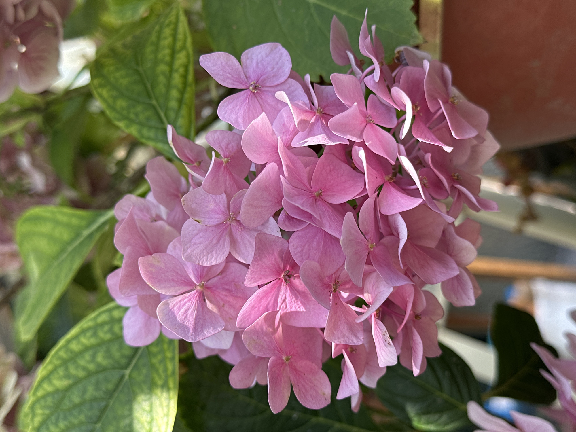 The image shows a close-up of a cluster of pink hydrangeas with green leaves. The flowers are in full bloom and appear to be outdoors, with sunlight filtering through the leaves, creating highlights and shadows. The background is softly blurred, suggesting a shallow depth of field, with hints of a terracotta pot and other foliage visible. There are no people or discernible city elements. This image does not contain information indicating it was taken in Yessentuki, Russia.