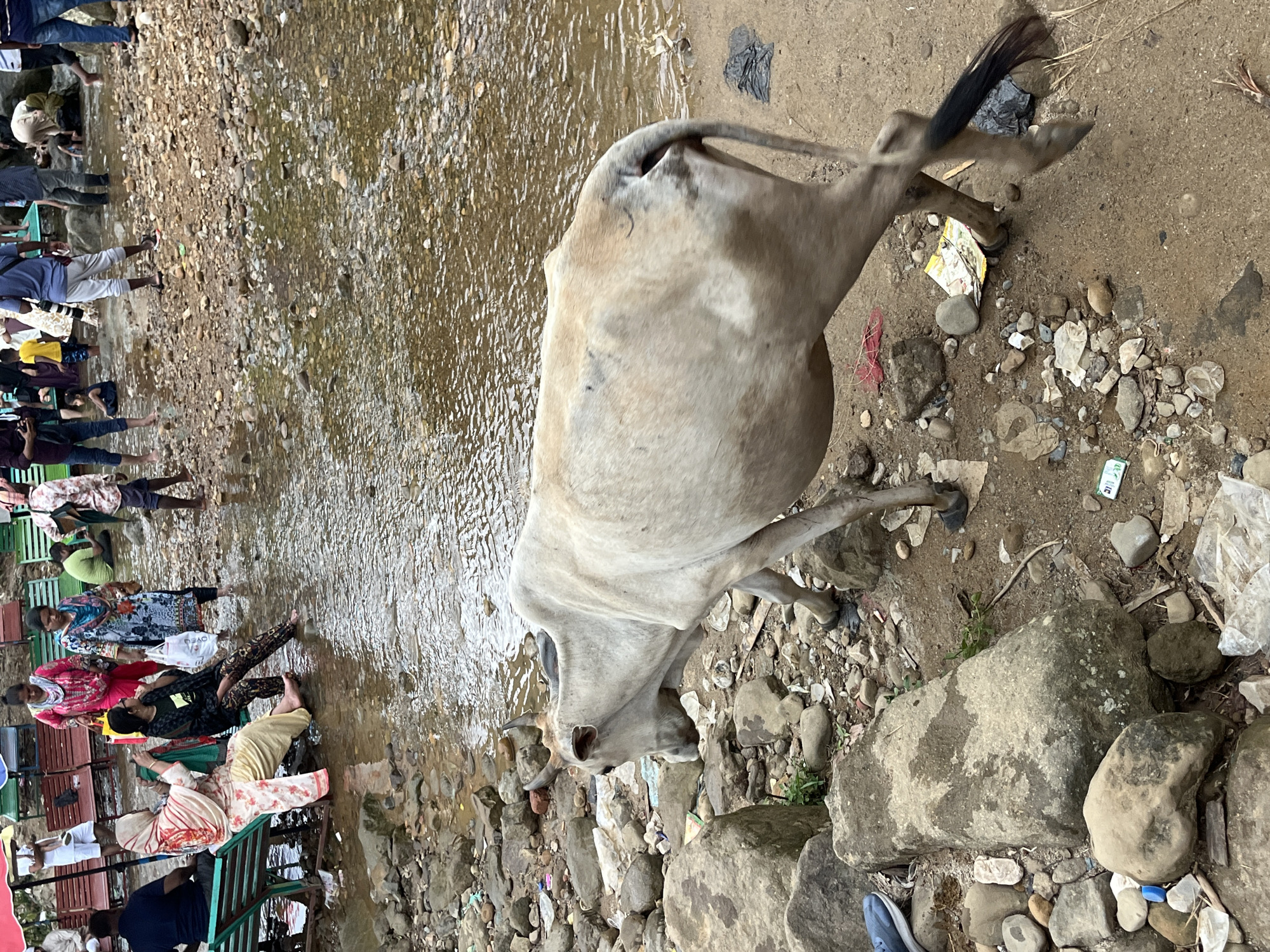 A light-colored cow walks along a rocky, sandy bank of a shallow, clear river in Jaflong, Bangladesh. The cow is facing left and its tail is swishing. Behind the cow, several people are visible wading in the river or sitting on benches along the bank. Some are wearing colorful clothing, while others are dressed in more casual attire. Benches and umbrellas are present on the bank, suggesting a tourist or recreational area. The environment is a mix of natural elements like stones and water, with some scattered litter visible.