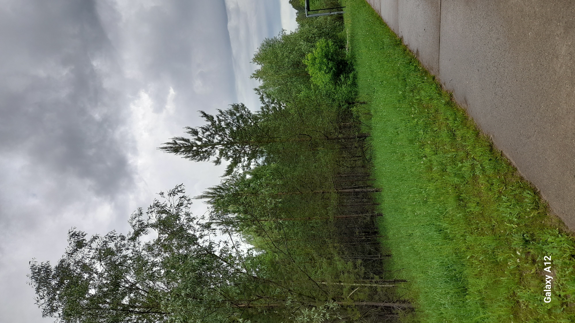 The image depicts a pathway or road adjacent to a grassy area and a line of trees. The sky is overcast with gray clouds. The location is purportedly in Марковский, Russia. The photograph is taken at an oblique angle, with the trees and grassy area to the left and the pathway to the right. A watermark indicating "Galaxy A12" is visible in the bottom right corner.