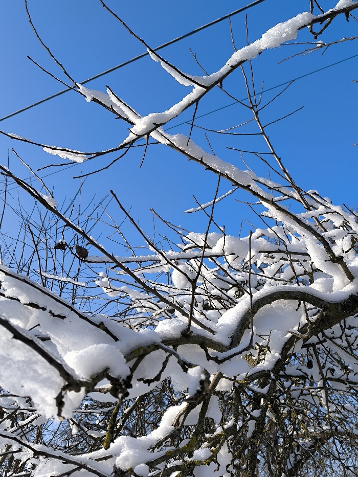 The image displays a clear blue sky serving as the background for numerous bare tree branches heavily laden with fresh, white snow. The branches, varying in thickness, are dark brown to black and form a dense, interwoven network across the frame. Snow caps the upper surfaces of the branches, creating distinct, soft mounds. In the upper left quadrant, two thin, dark horizontal lines, consistent with utility wires or cables, are visible against the sky. A small, dark, shriveled leaf or seed pod is discernible on a thin branch in the mid-left. The scene indicates a sunny winter day in Parkhomivka, Ukraine. No people or animals are present.
