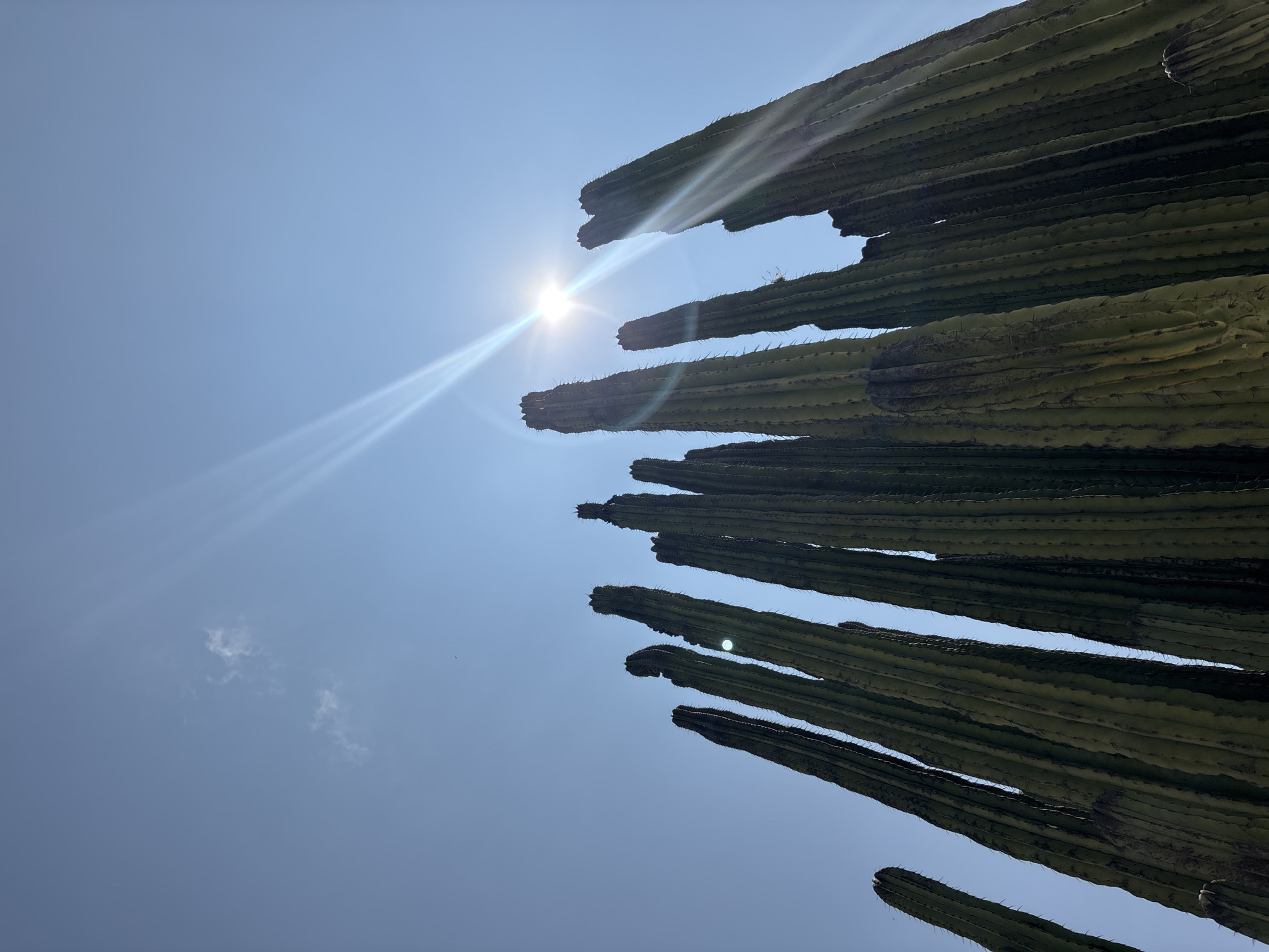 The image depicts a view from below, looking up at a group of tall, columnar cacti against a clear blue sky. The sun shines brightly, creating a lens flare effect in the upper left portion of the frame. The cacti are green with vertical ridges and spines. The photograph was likely taken in Tehuixtla, Mexico.