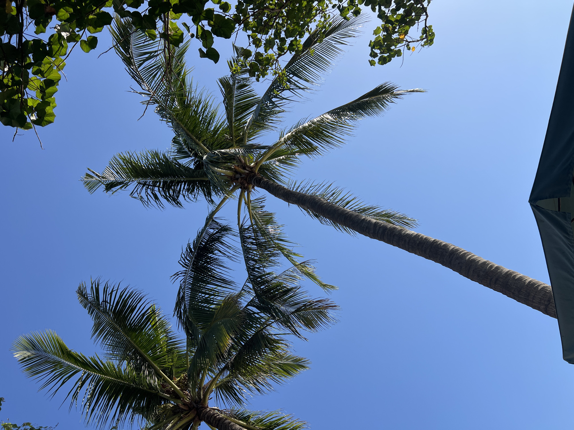 The image shows a low-angle view of two palm trees against a clear blue sky in Kuta, Indonesia. The palm fronds of both trees are visible, with one tree’s trunk prominently featured extending diagonally from the bottom right towards the upper left. In the lower foreground, a dark green canopy, likely part of an umbrella or shelter, is partially visible. To the right of the palm trees, the leaves of another tree frame the sky. The lighting suggests it is daytime, with sunlight illuminating the scene.