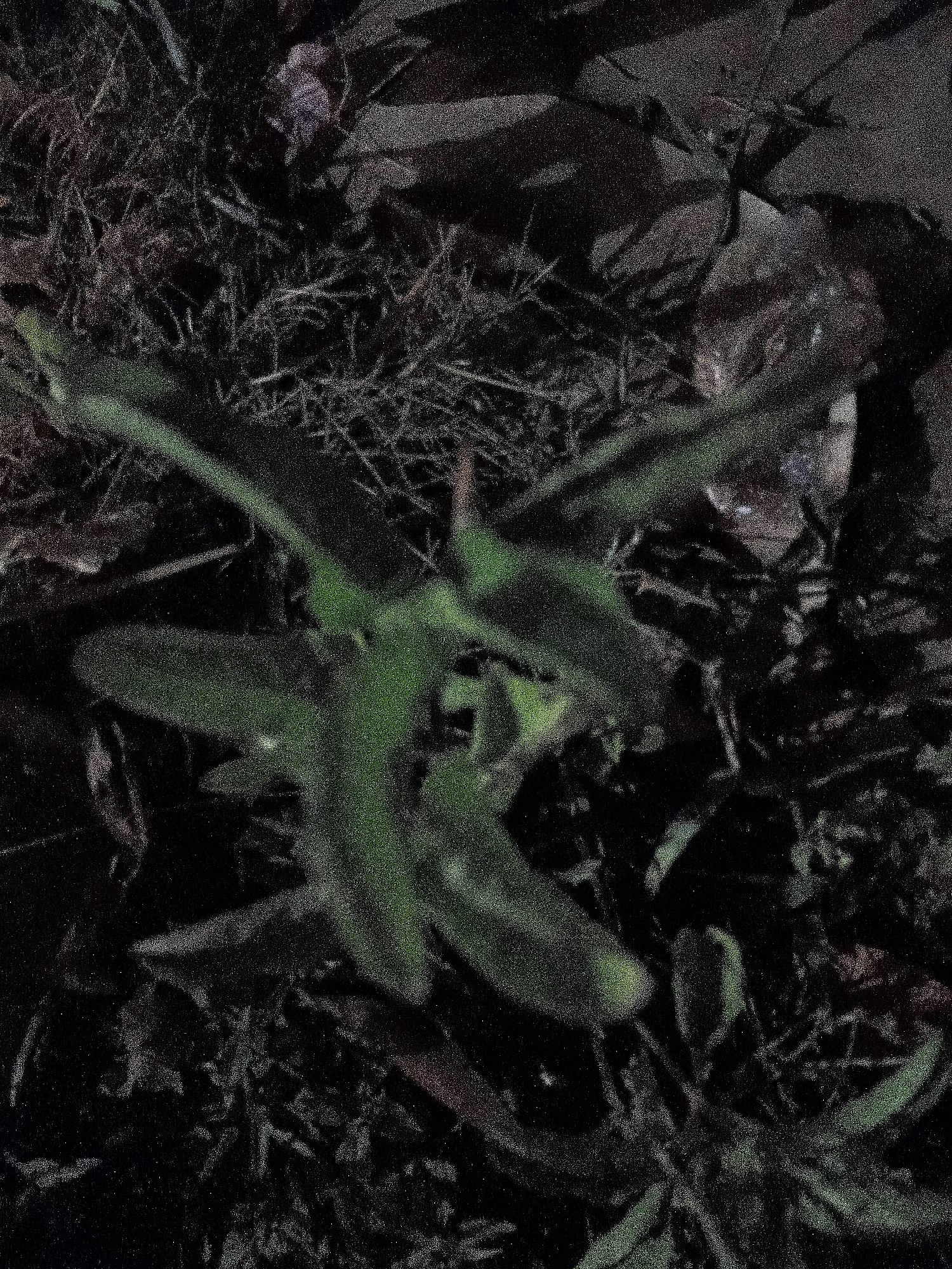A nighttime, close-up, ground-level, high-angle shot captures a small green plant with fuzzy leaves and thin stems, positioned amidst dark, dry grass and other foliage. The lighting is dim, creating strong shadows and a grainy texture throughout the image. There is a hint of what appears to be a discarded plastic bag or wrapper to the right of the plant. The scene is set on the ground in Cikal, Indonesia.