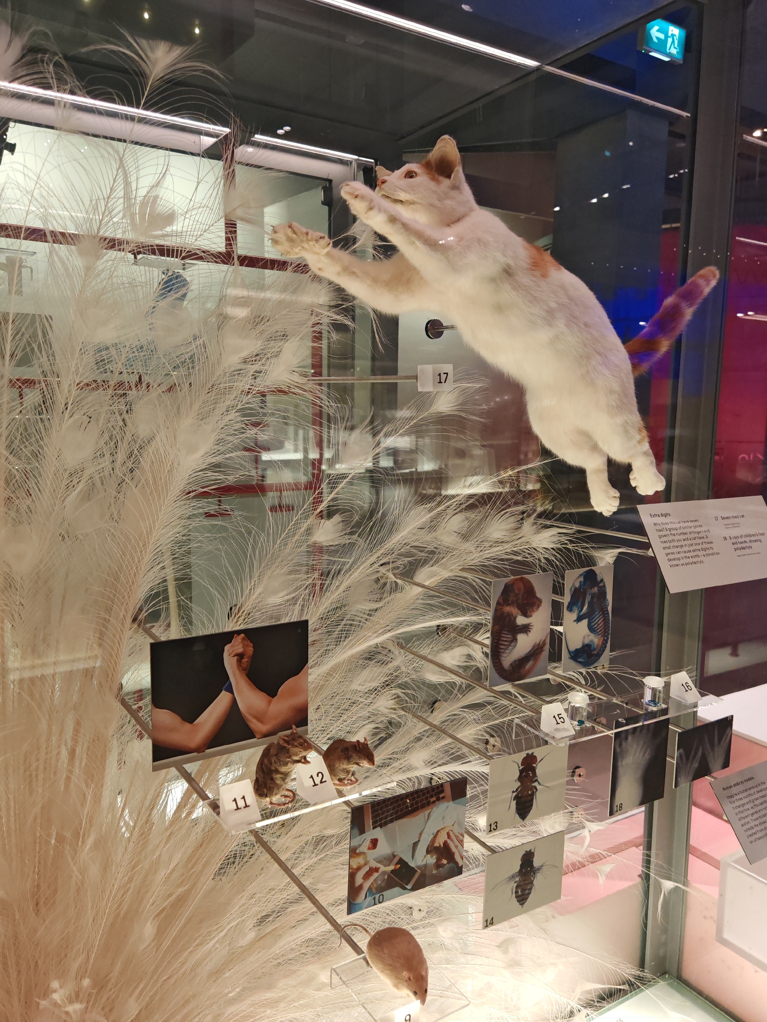 A museum display case features a taxidermied cat posed in a leaping position. The cat is white with orange patches and has a long, striped tail. Below the cat, a series of numbered displays line the bottom of the case:
* **9:** A taxidermied mouse.
* **10:** A photograph showing a human dissection.
* **11 & 12:** Taxidermied rats, numbered.
* **13 & 14:** Insect specimens with numbers.
* **15 & 16:** Clear capsules or vials with unknown contents.
* **17:** X-ray images of cat embryos and texts.
* **18:** A display panel and additional X-ray images.
White plumes or feathers are visible around the displays, adding to the depth. The scene is in the city of London, United Kingdom.