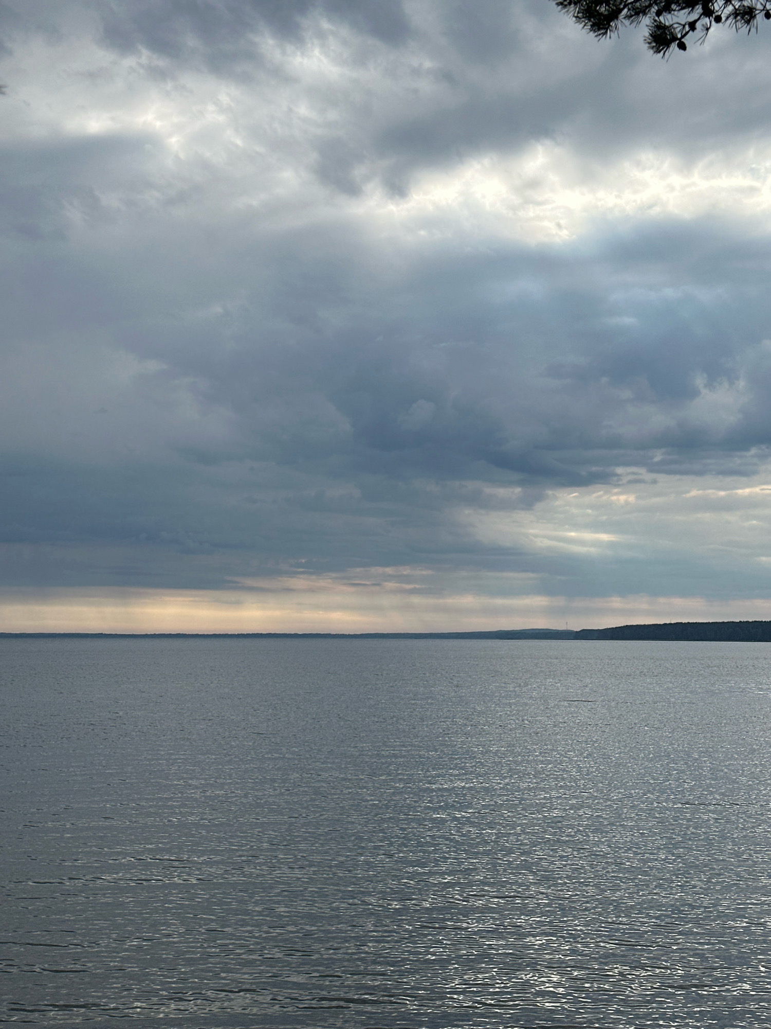 A wide expanse of water stretches towards a distant tree line under a cloudy sky. The water's surface is rippled and reflects the light from a break in the clouds, creating shimmering patterns. The sky is filled with a mixture of dark and light gray clouds, with a bright band of light visible near the horizon. A small section of pine branches with cones hangs from the upper right corner of the frame, suggesting the vantage point is near a forest. The overall atmosphere is calm and serene, with a hint of dramatic lighting. The location is Нарацкі сельскі Савет, Belarus.