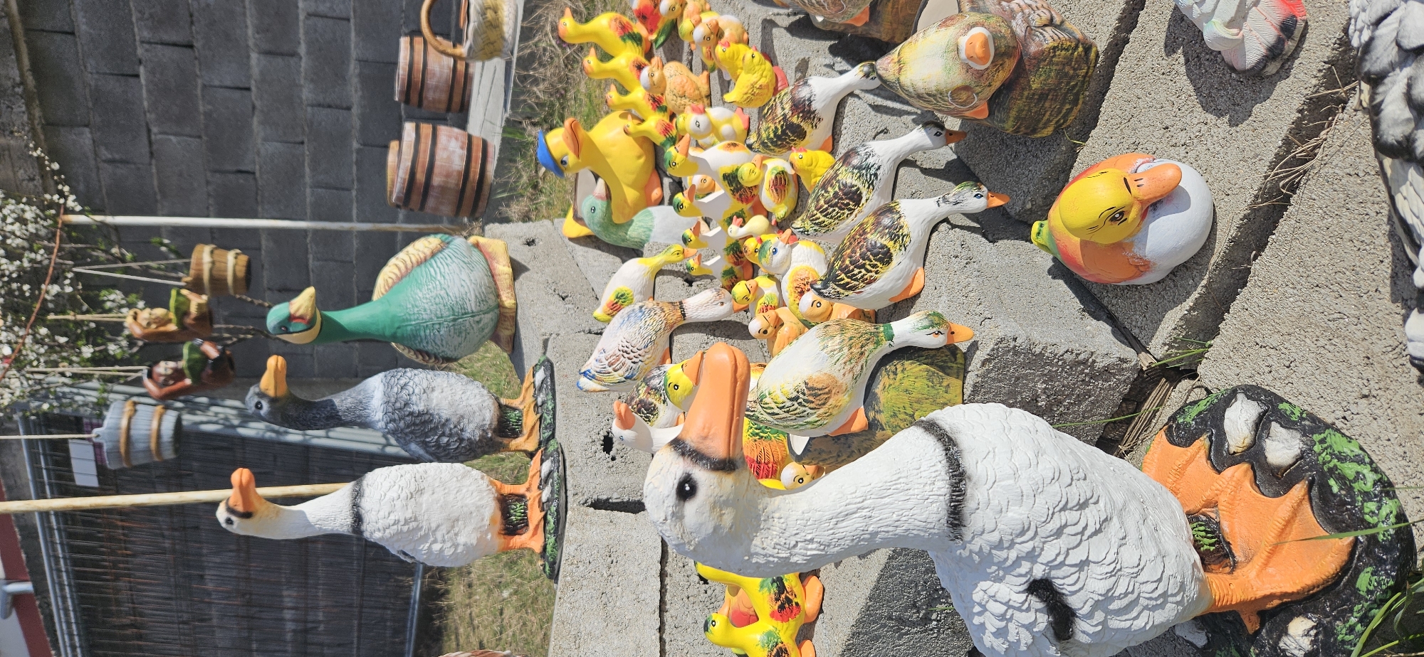The image displays an outdoor scene in the city of Rila, Bulgaria, featuring a large collection of ceramic or plastic garden figurines. The figurines are primarily waterfowl, arranged on multiple tiers of concrete steps or ledges.
In the foreground and mid-ground, a dense arrangement of approximately fifty to sixty duck and goose figurines is visible. These figures vary in size, color, and pose. Prominent large figures include a white goose with an orange beak and black neck marking, a grey duck with an orange beak, and a green duck with yellow and brown accents. Numerous smaller duck and duckling figurines populate the lower tiers, showcasing a palette of yellow, white, brown, green, and orange, often with patterned bodies. One notable small yellow duck wears a blue cap.
The figurines are displayed against a backdrop of a grey concrete block wall in the upper right. To the left, a metal fence is partially visible. Sparse green grass and dry vegetation are present between the concrete elements. Above the figurines, in the upper background, a blossoming tree or bush with white flowers is visible. Suspended from an unseen structure, several decorative hanging objects include small barrel-shaped planters (grey and brown) and two figurines resembling monkeys or squirrels holding planters. On an upper concrete surface to the right, two small, dark wooden barrel-shaped decorative items and a wicker basket are positioned. The scene is illuminated by direct sunlight, indicating an outdoor, daytime setting. No human subjects are present.