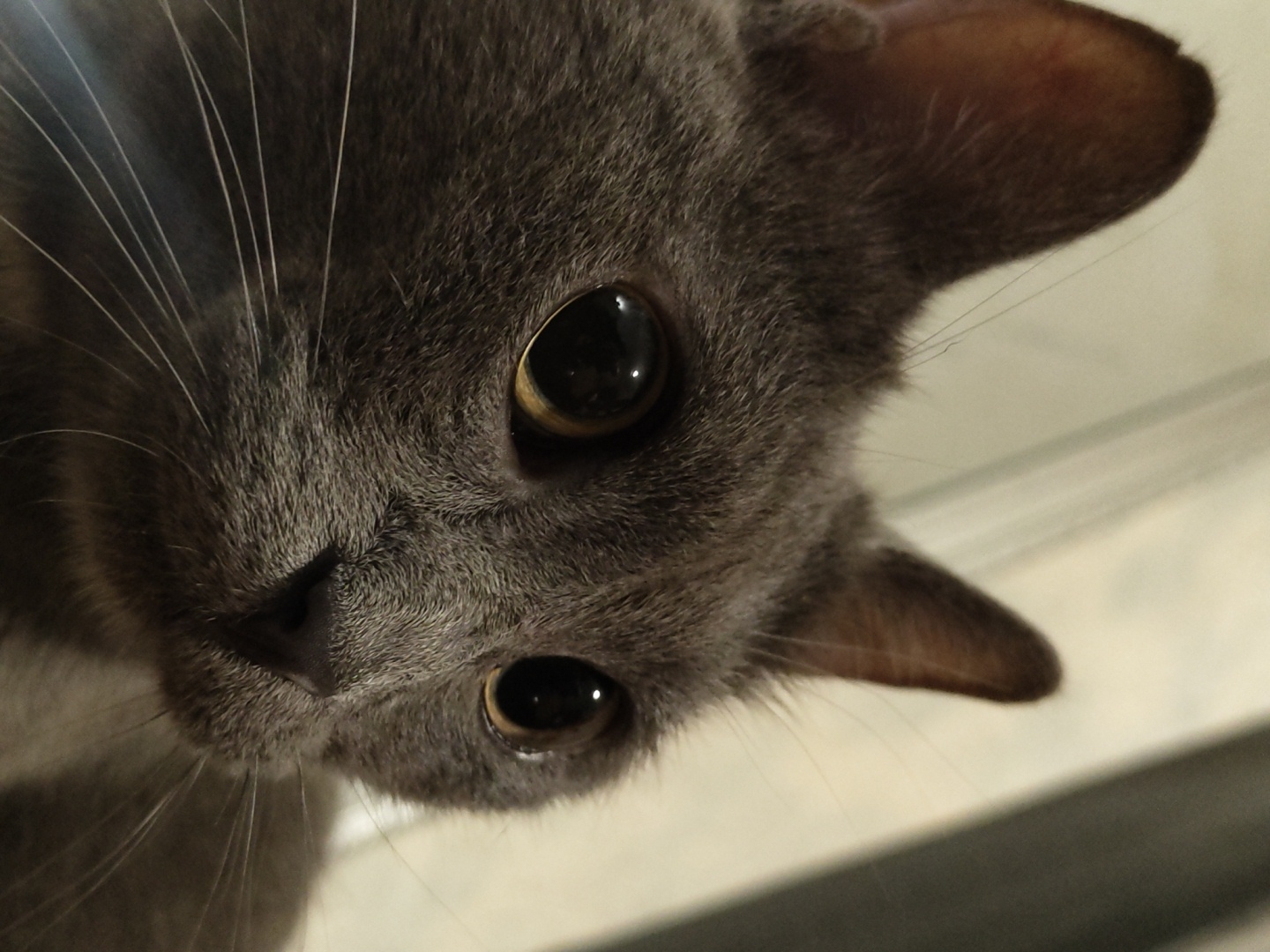 A close-up, low-angle shot shows the face of a grey cat with large, round, amber eyes. The cat's ears are pointed and its whiskers are long and white. The background is out of focus, with vertical lines suggesting a window or blinds. The lighting is dim. The image is a photograph taken in an indoor setting.
